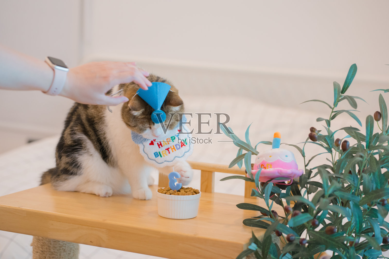 猫咪护理概念与苏格兰虎斑猫快乐吃食物与生日纪念日照片摄影图片
