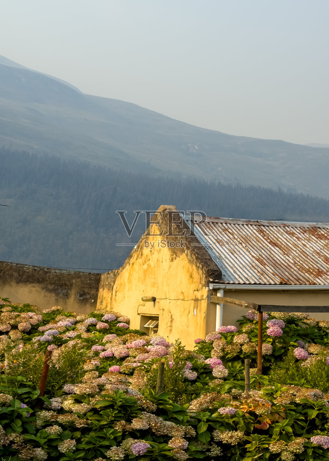 花丛中的房子照片摄影图片