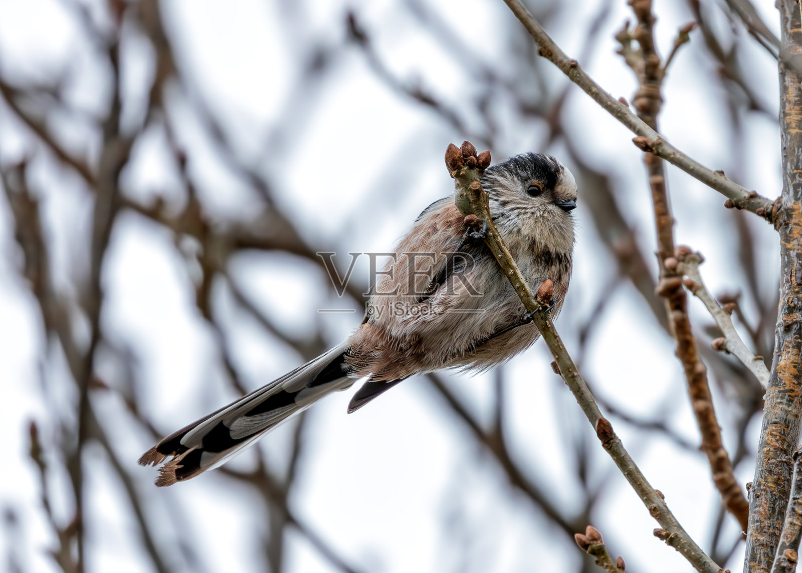 长尾山雀(Aegithalos caudatus) -在欧洲和亚洲部分地区发现照片摄影图片