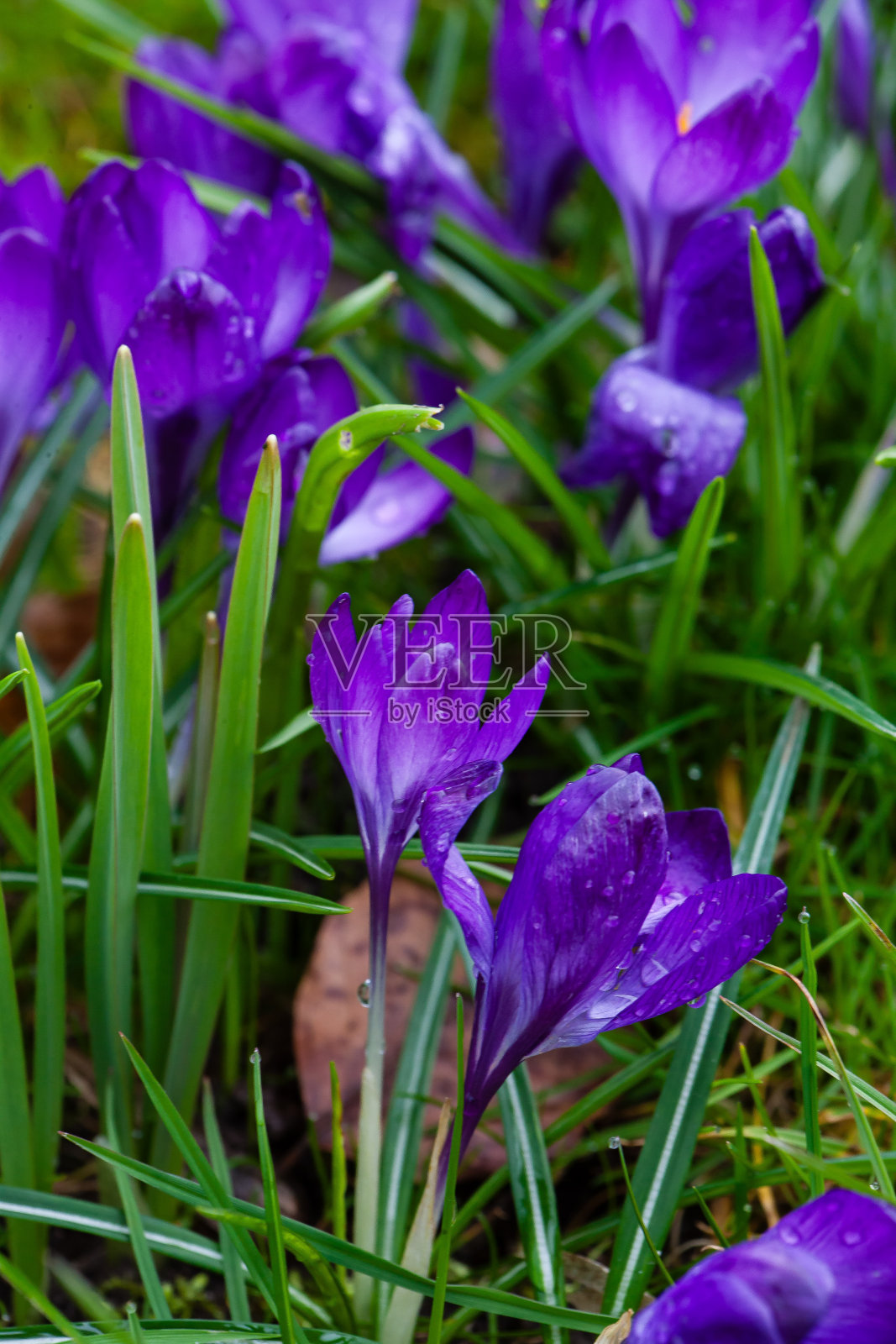 美丽的藏红花带着雨滴照片摄影图片