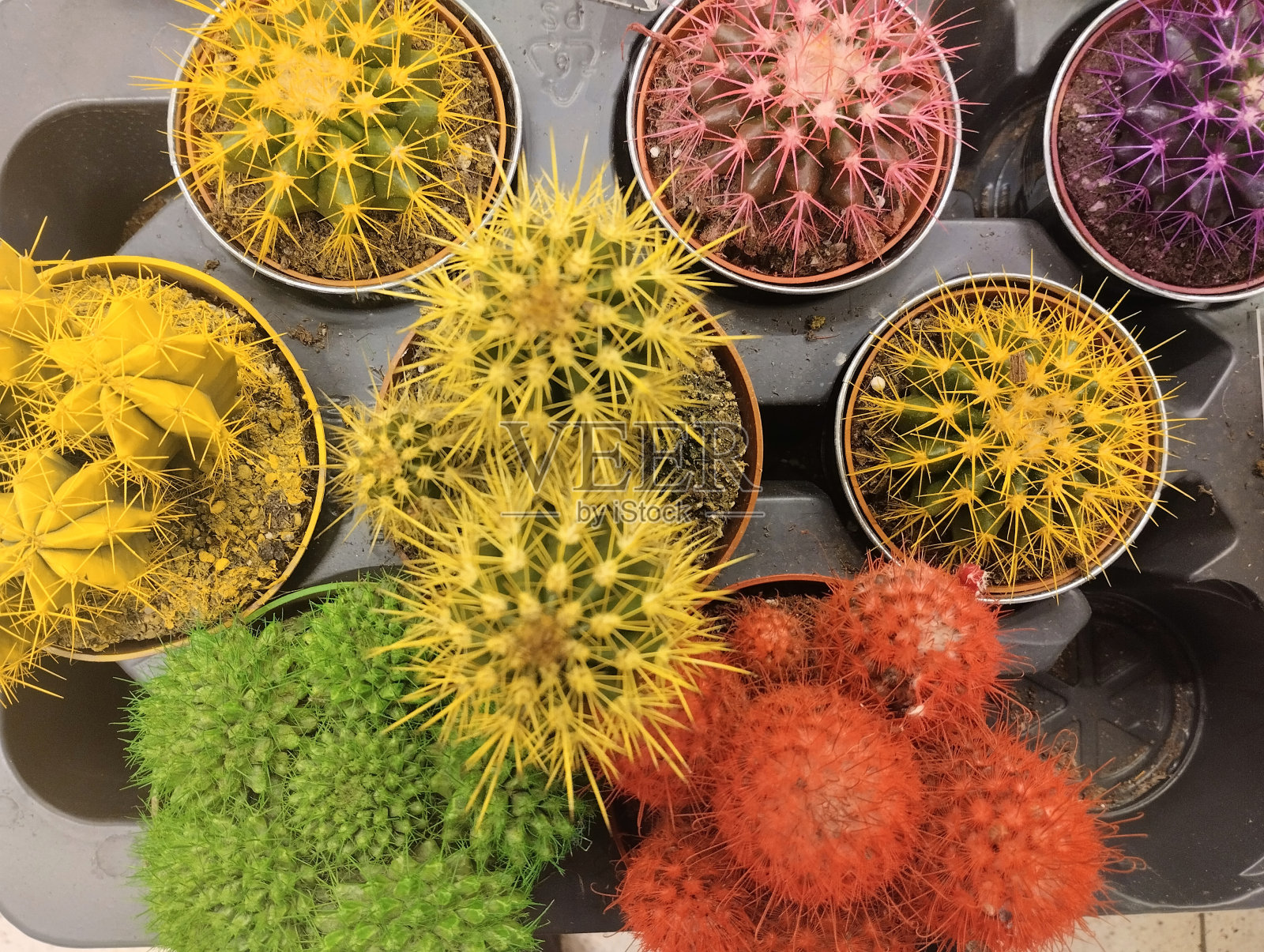 装饰性的仙人掌照片摄影图片