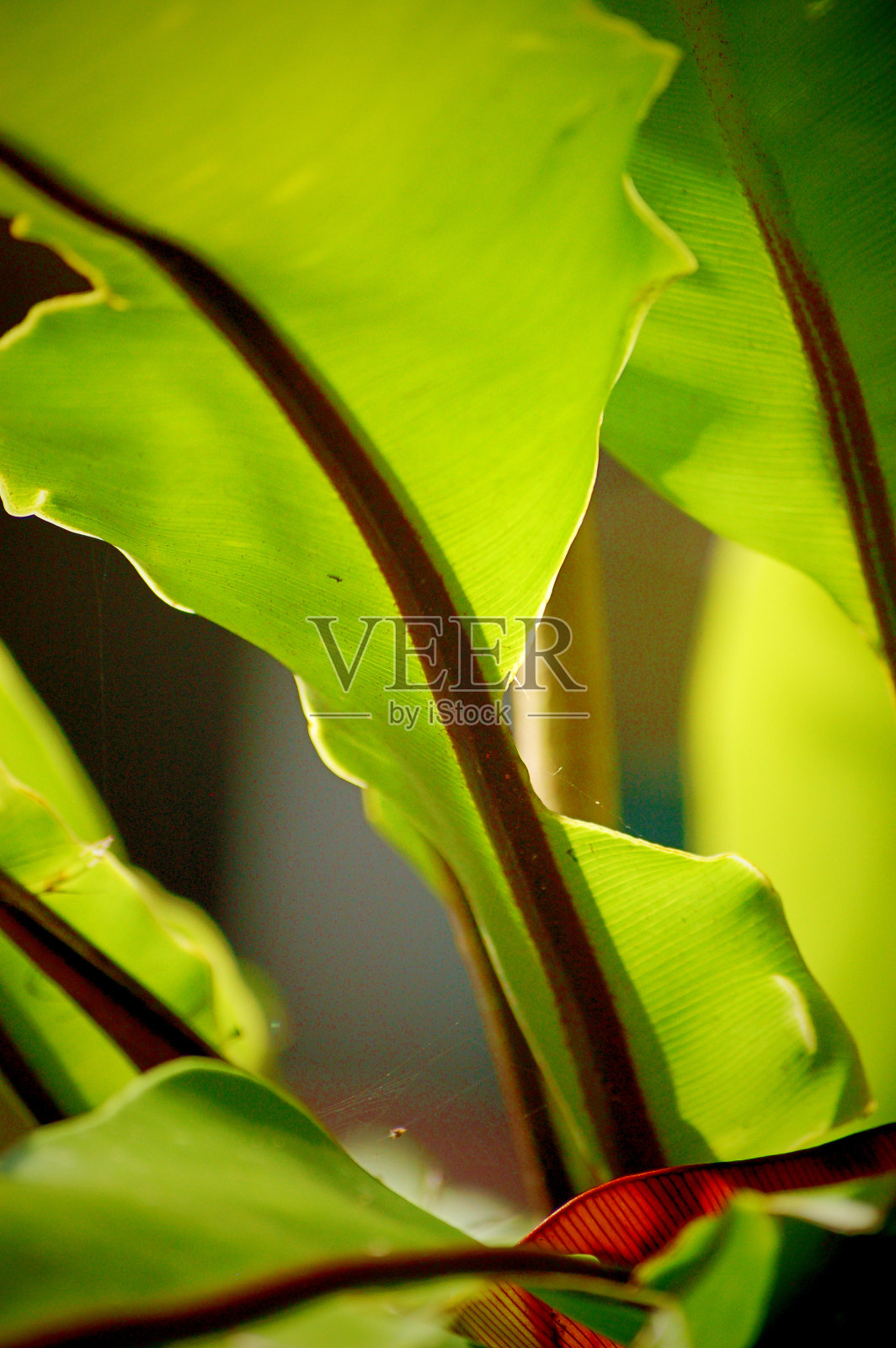 绿色的叶子照片摄影图片