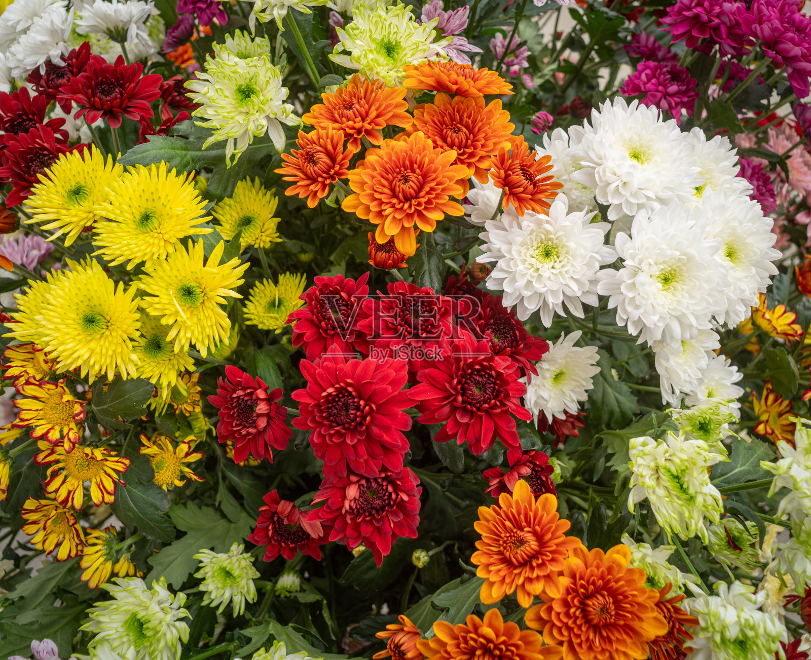 鲜花,特写照片摄影图片