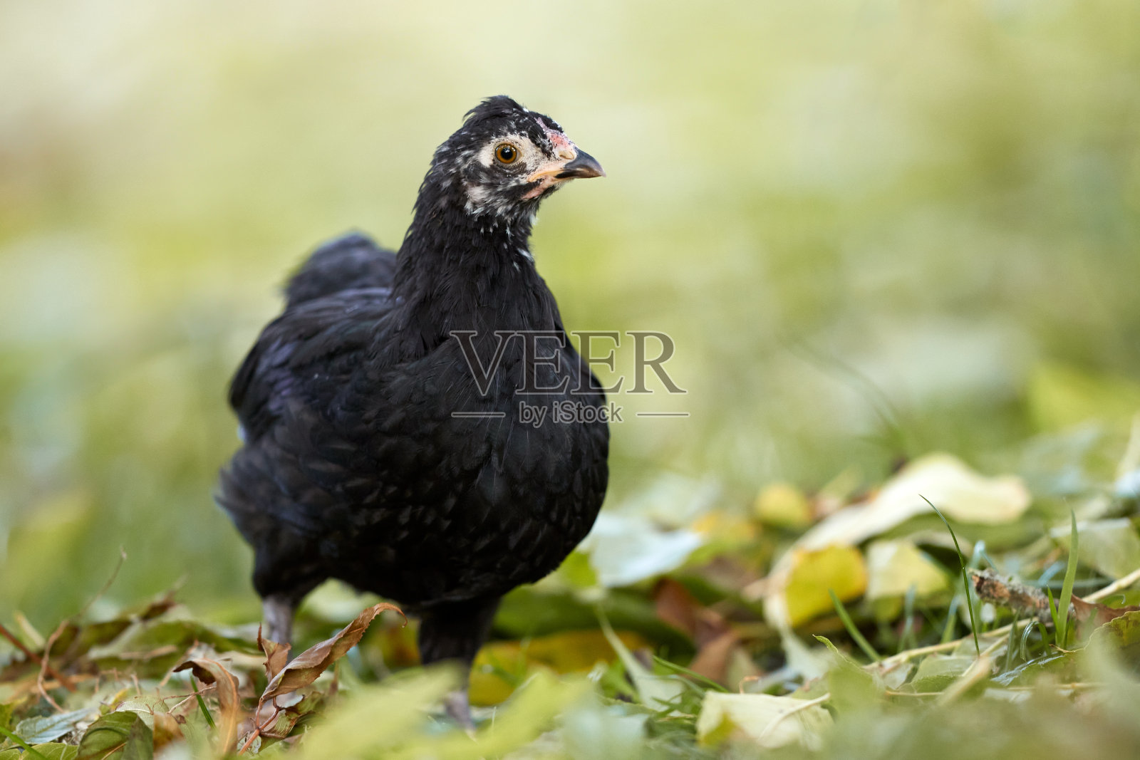 在模糊花园背景下隔离的年轻黑色小鸡照片摄影图片