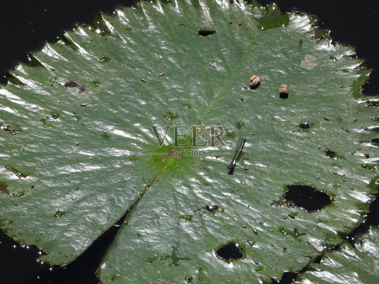 睡莲照片摄影图片