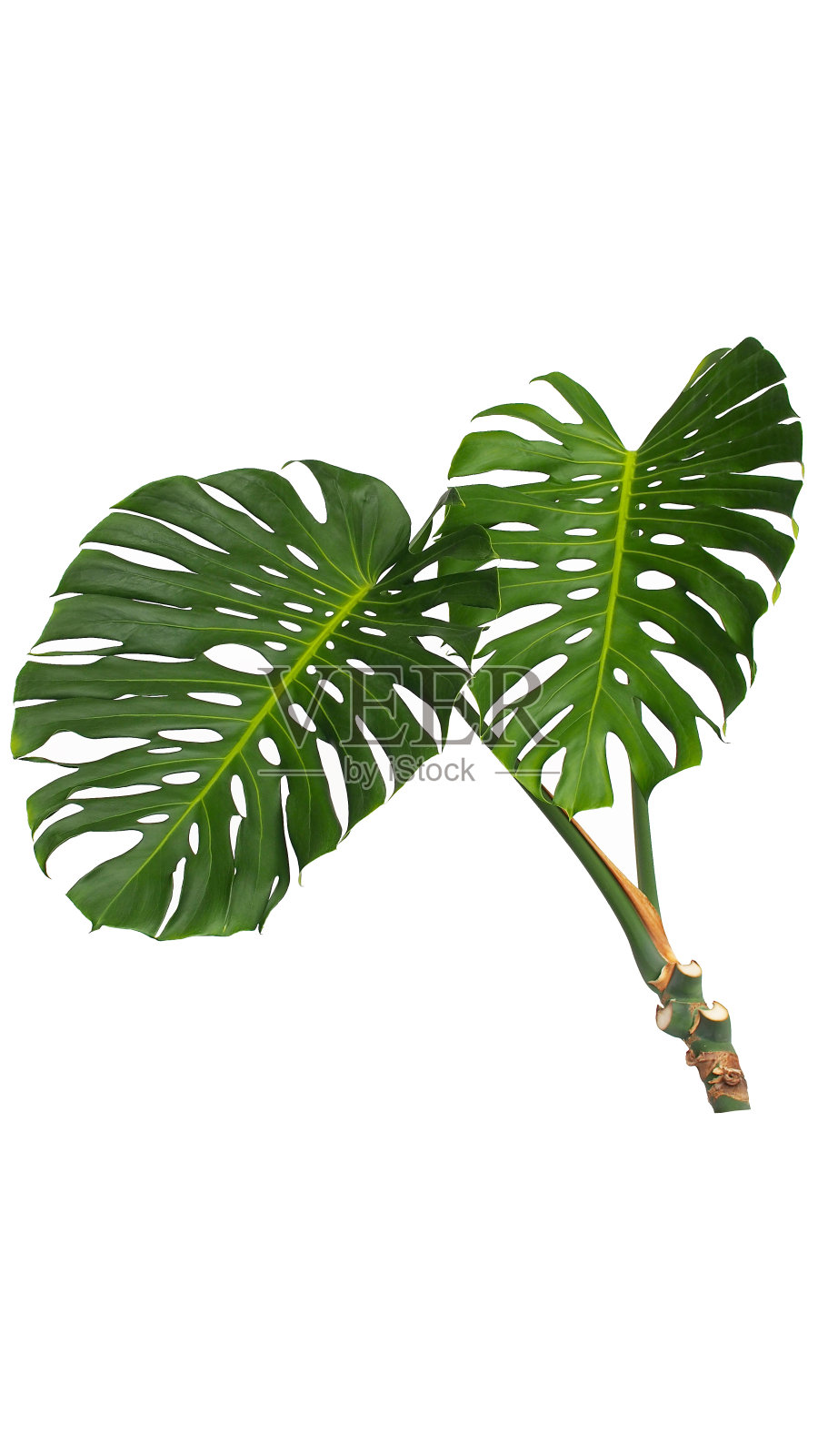 在白色背景上分离出的香豆怪的深绿色叶子照片摄影图片