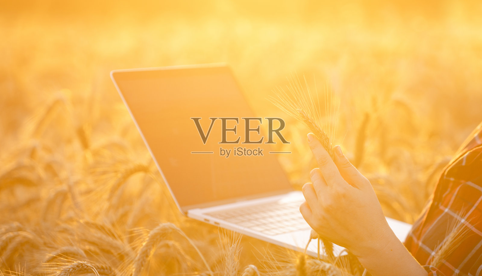 一位农妇抚摸着农田里的麦穗。女性的手特写。照片摄影图片