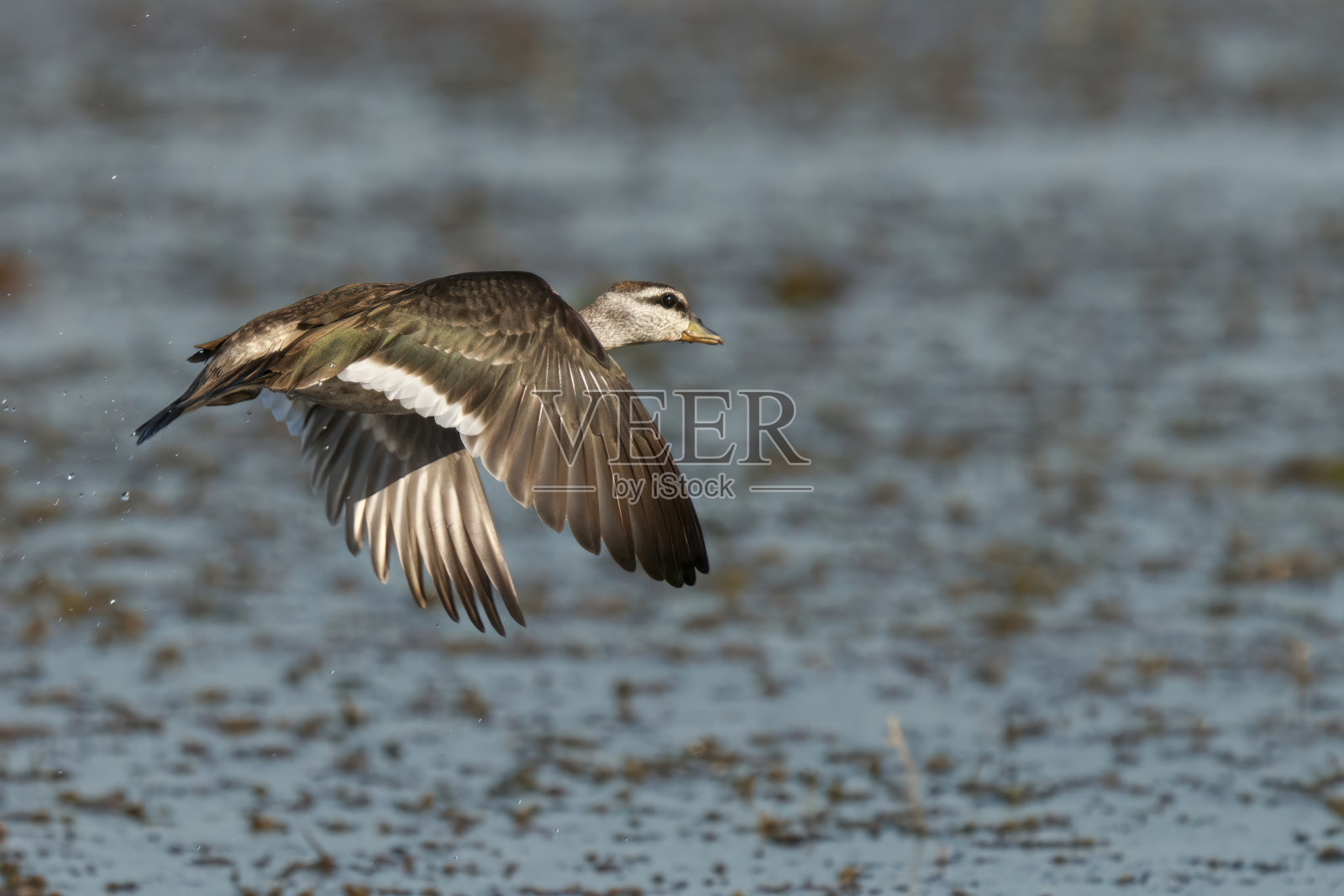 棉花侏儒飞行后降落在湖面上照片摄影图片