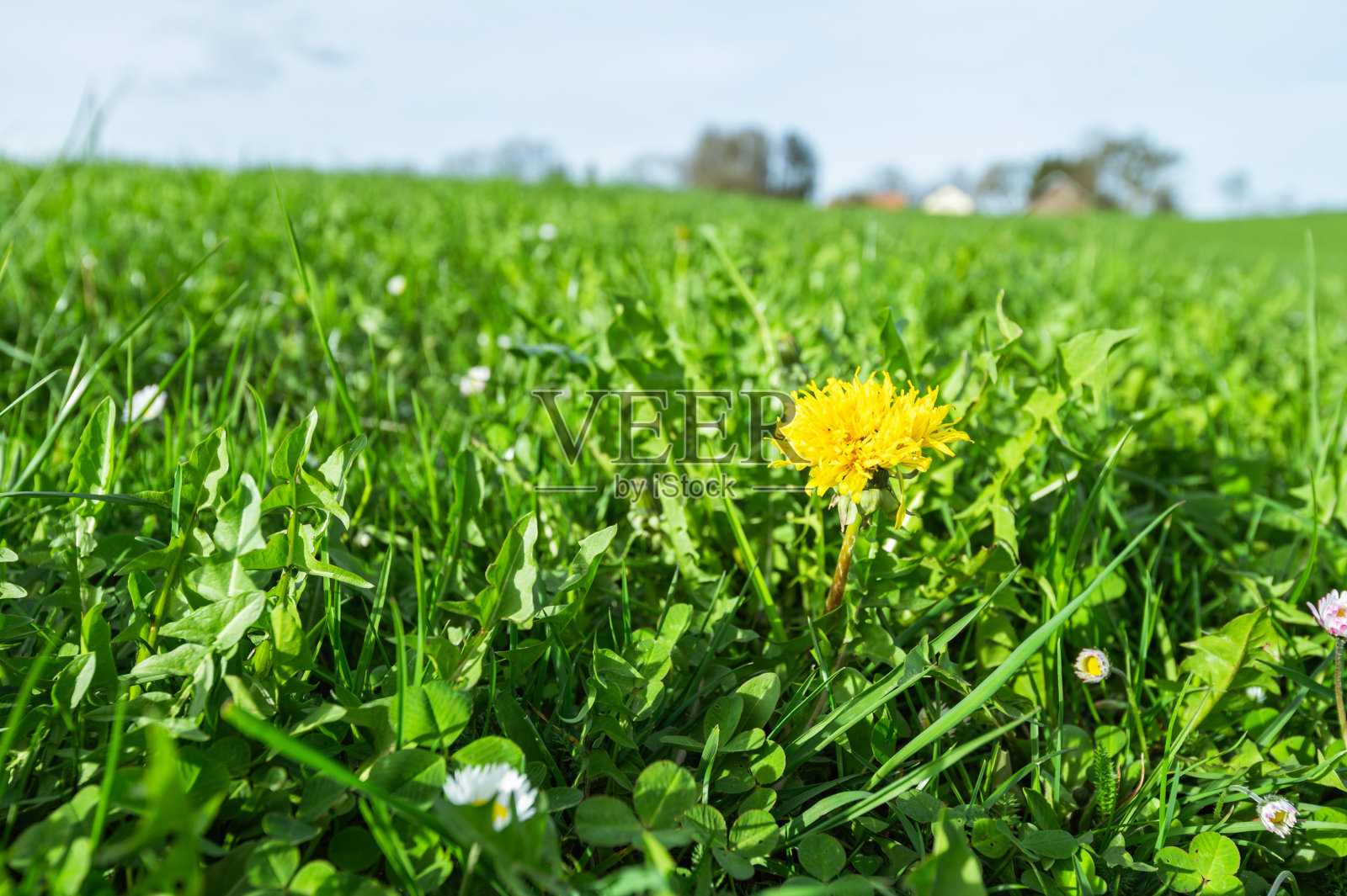 绿油油的牧场和春草,美丽的背景照片摄影图片