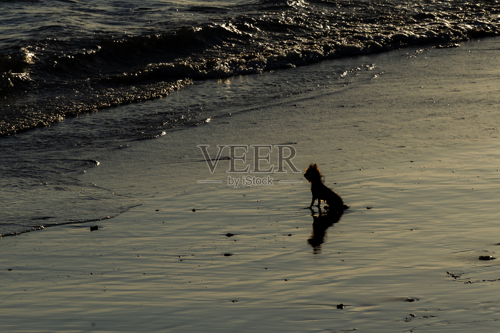 一只小狗在海滩上看着它的主人。忠诚的动物照片摄影图片