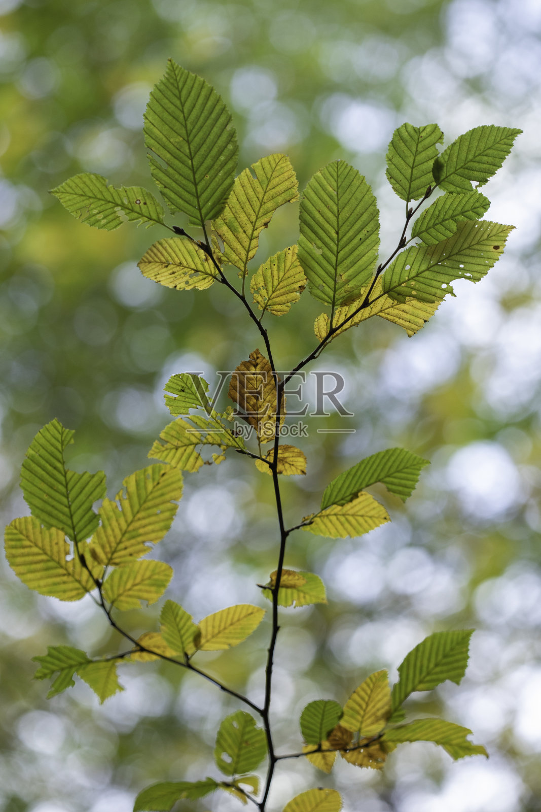 初秋长着角状叶子的树枝。照片摄影图片