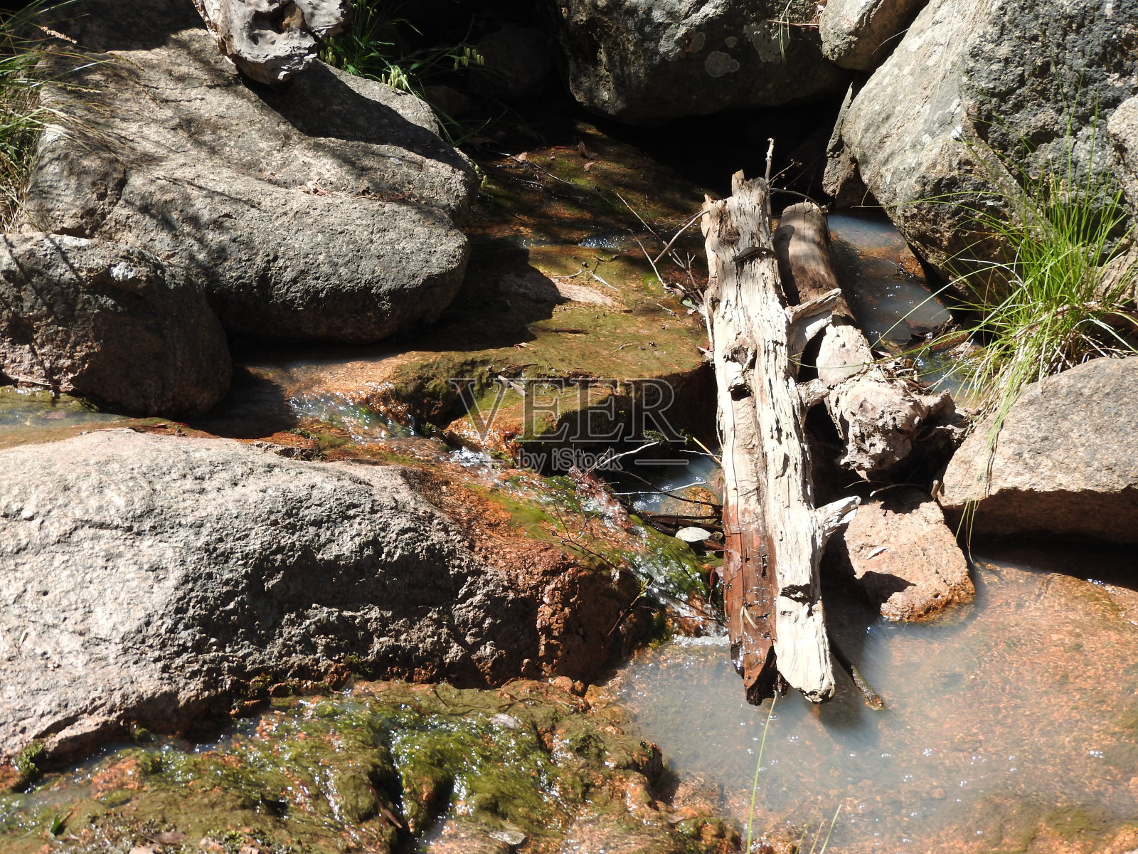 澳大利亚的河流、小溪和桉树照片摄影图片