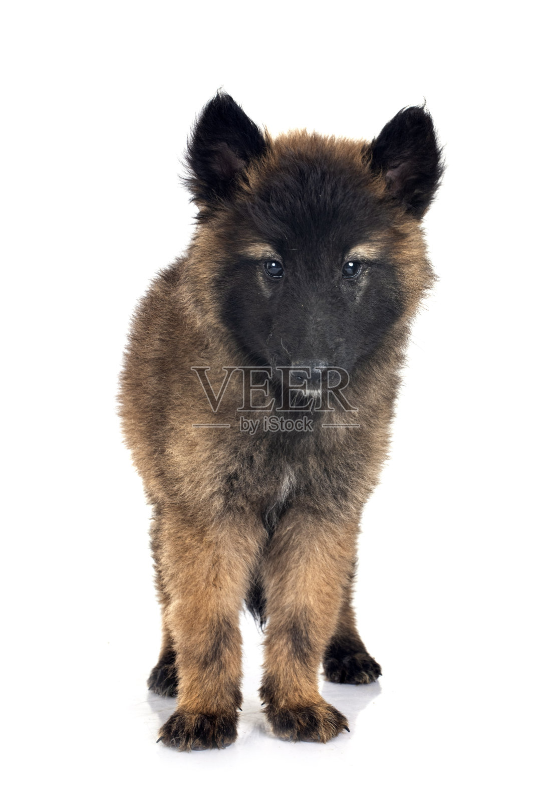 小狗在演播室里捣乱照片摄影图片