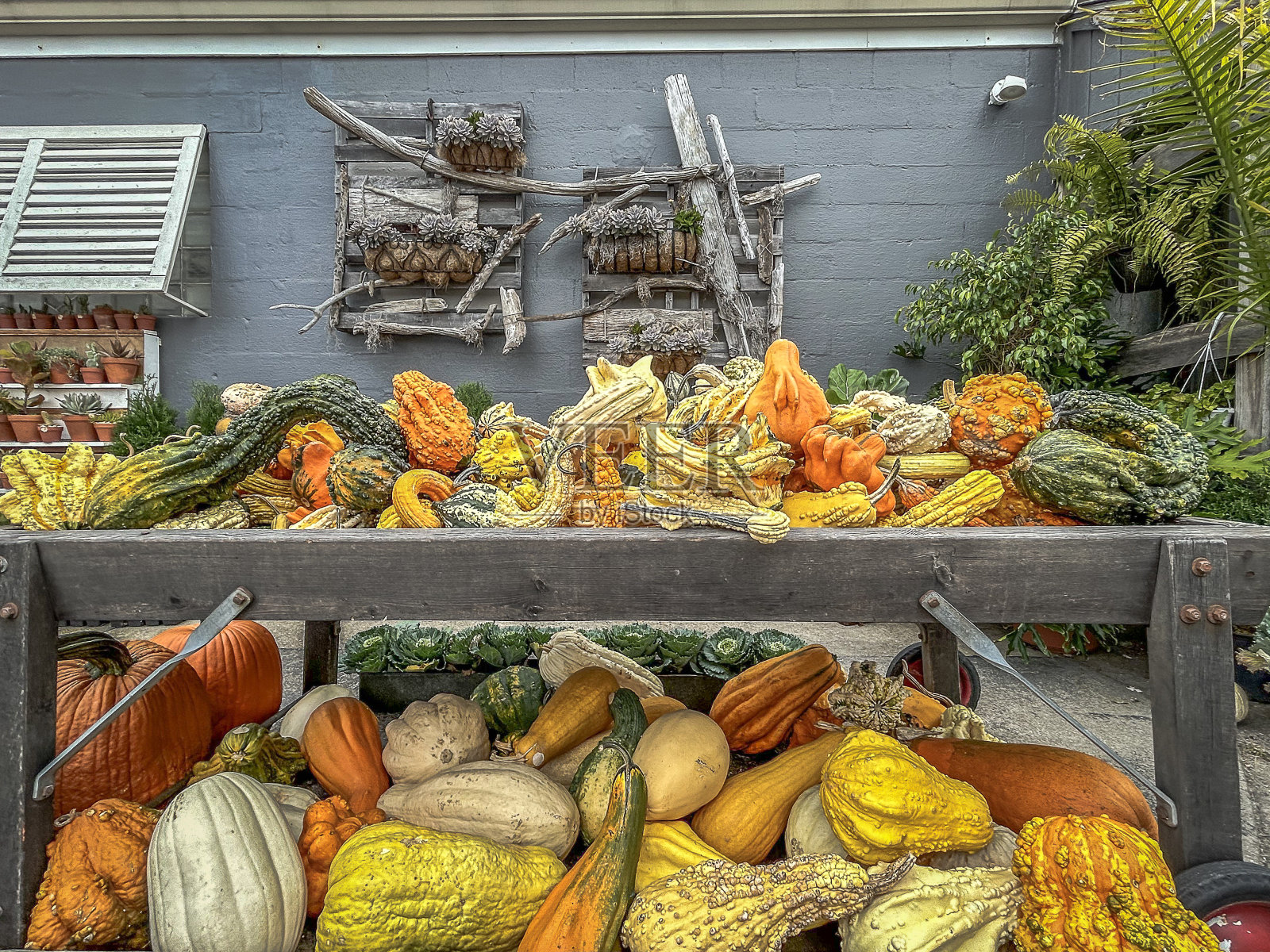 南瓜照片摄影图片