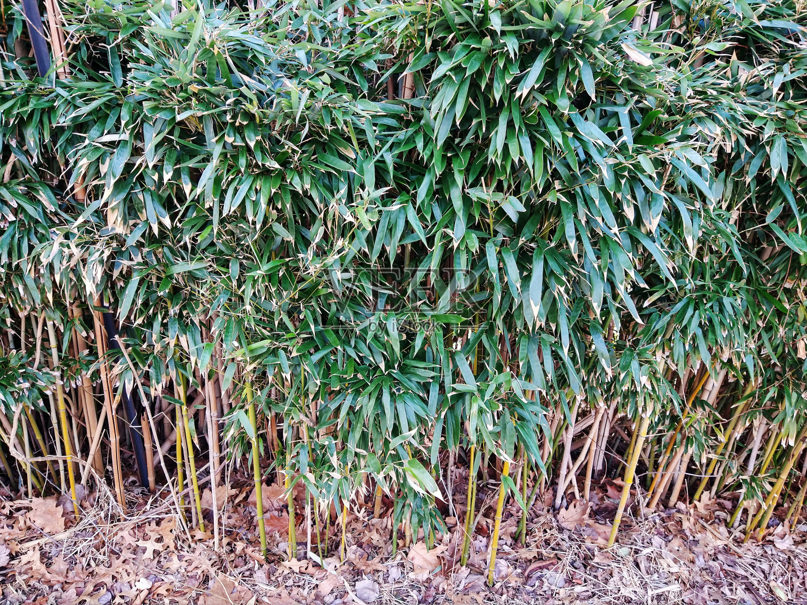 竹站照片摄影图片