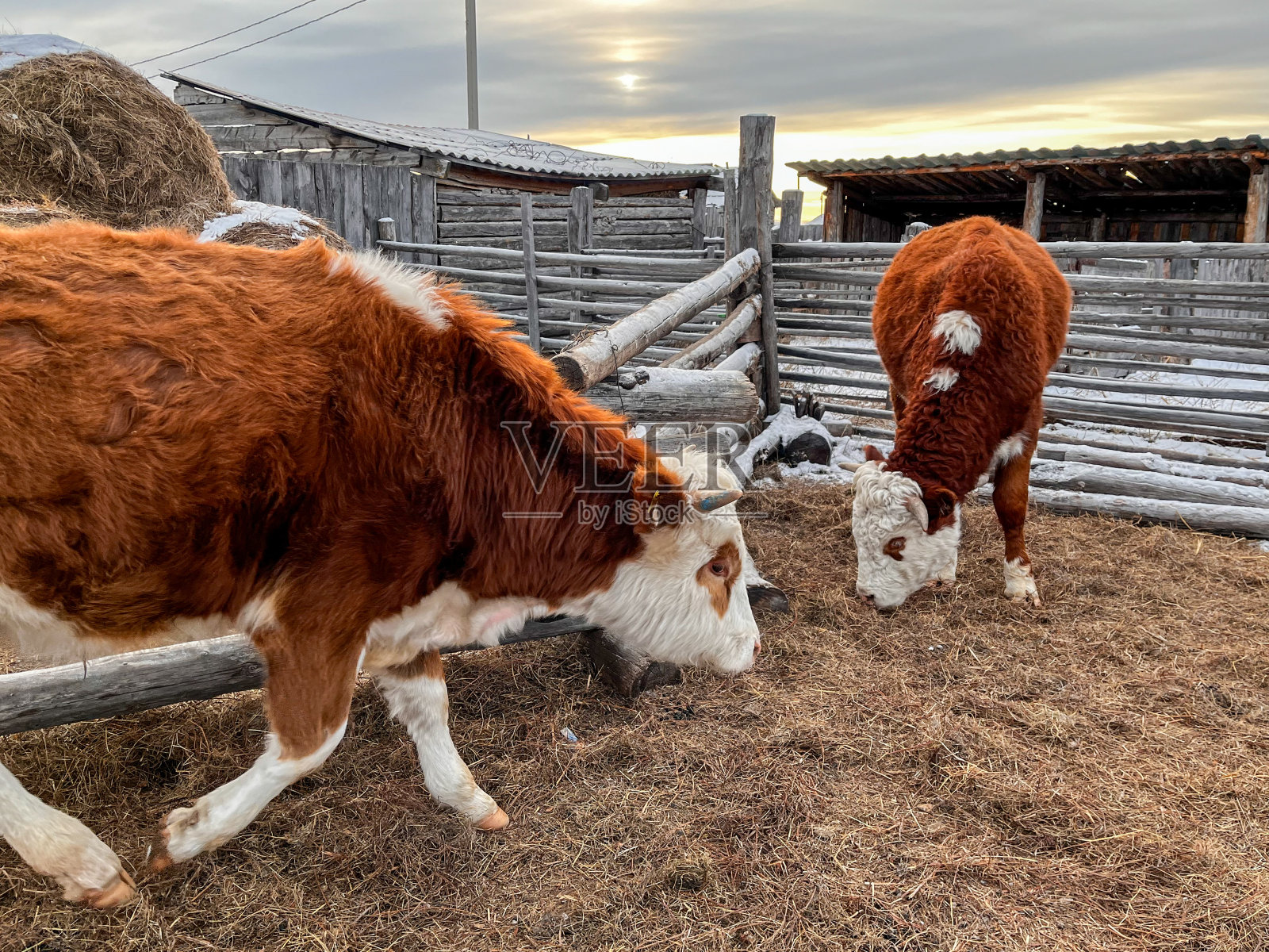 冬天,公牛在农田里吃干草照片摄影图片