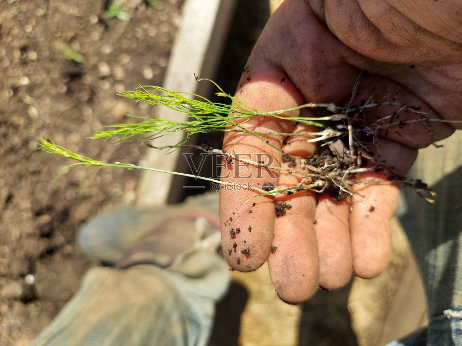 农民手中的小芦笋。供移栽的芦笋照片摄影图片