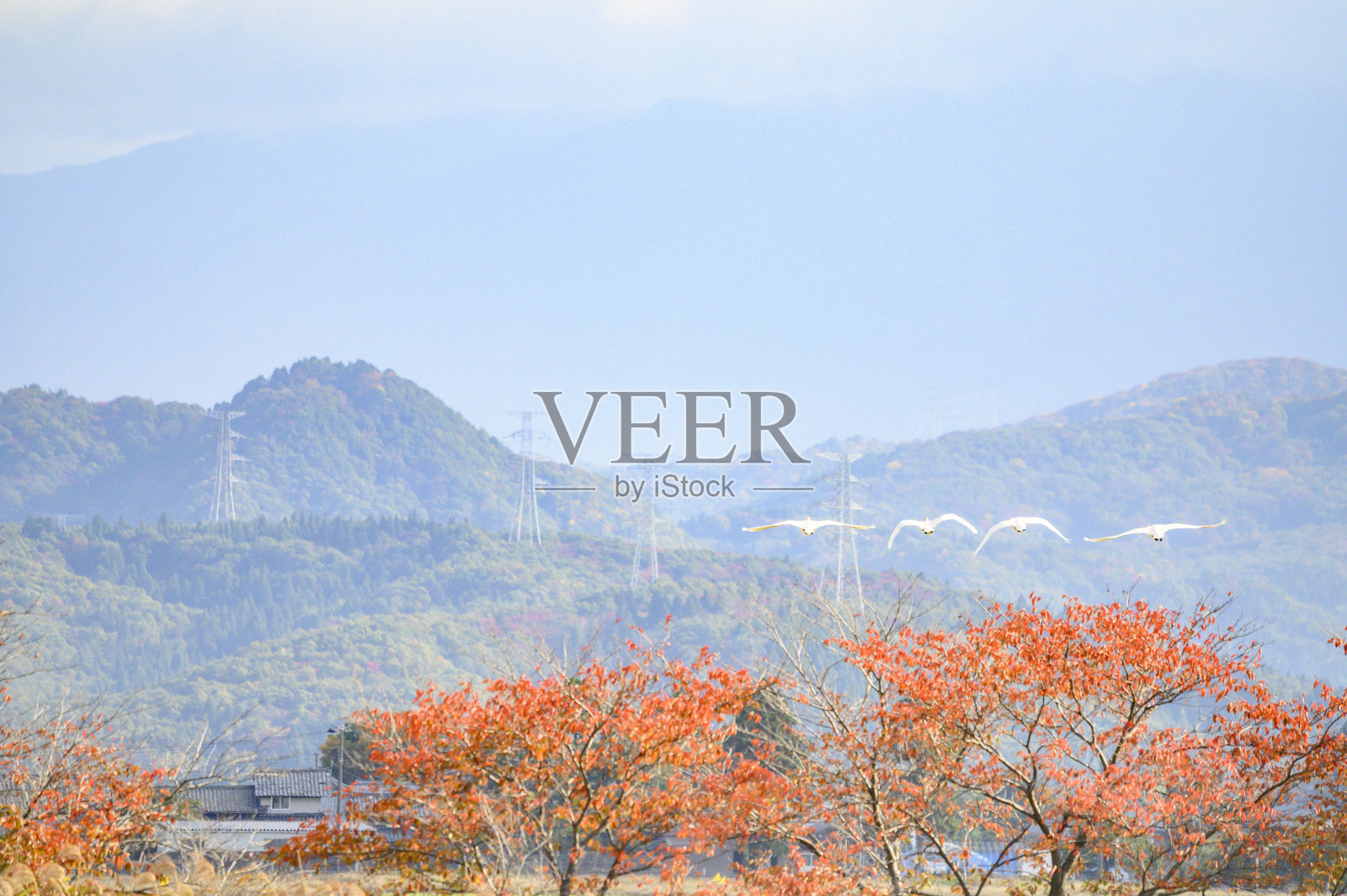 飞翔的天鹅照片摄影图片