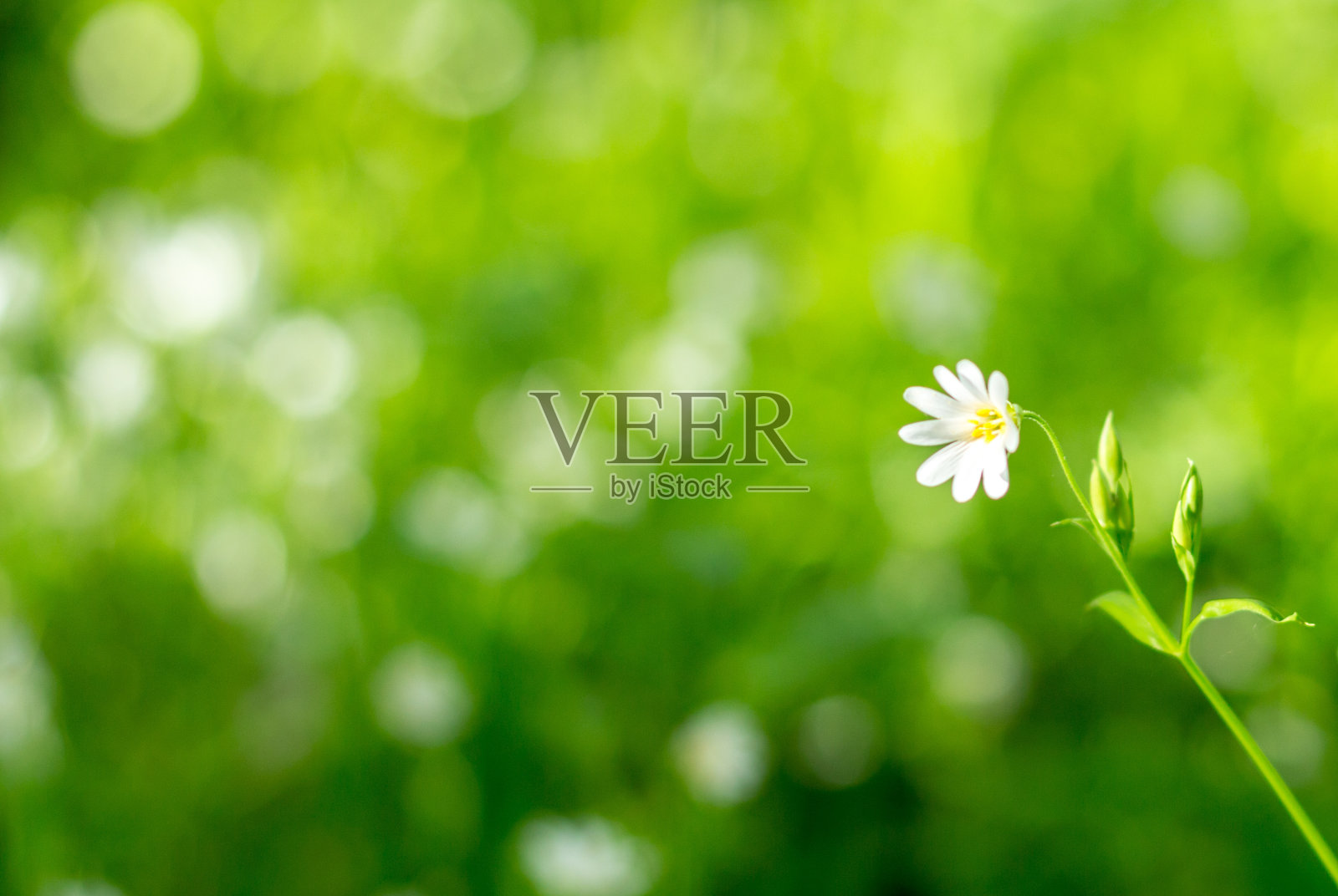 花照片摄影图片