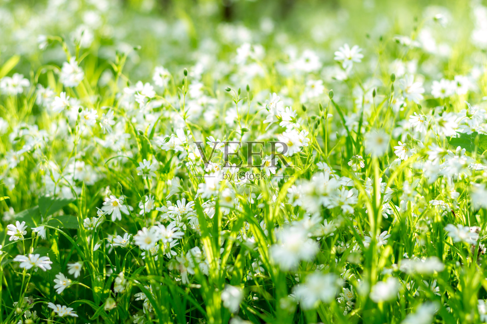 花照片摄影图片