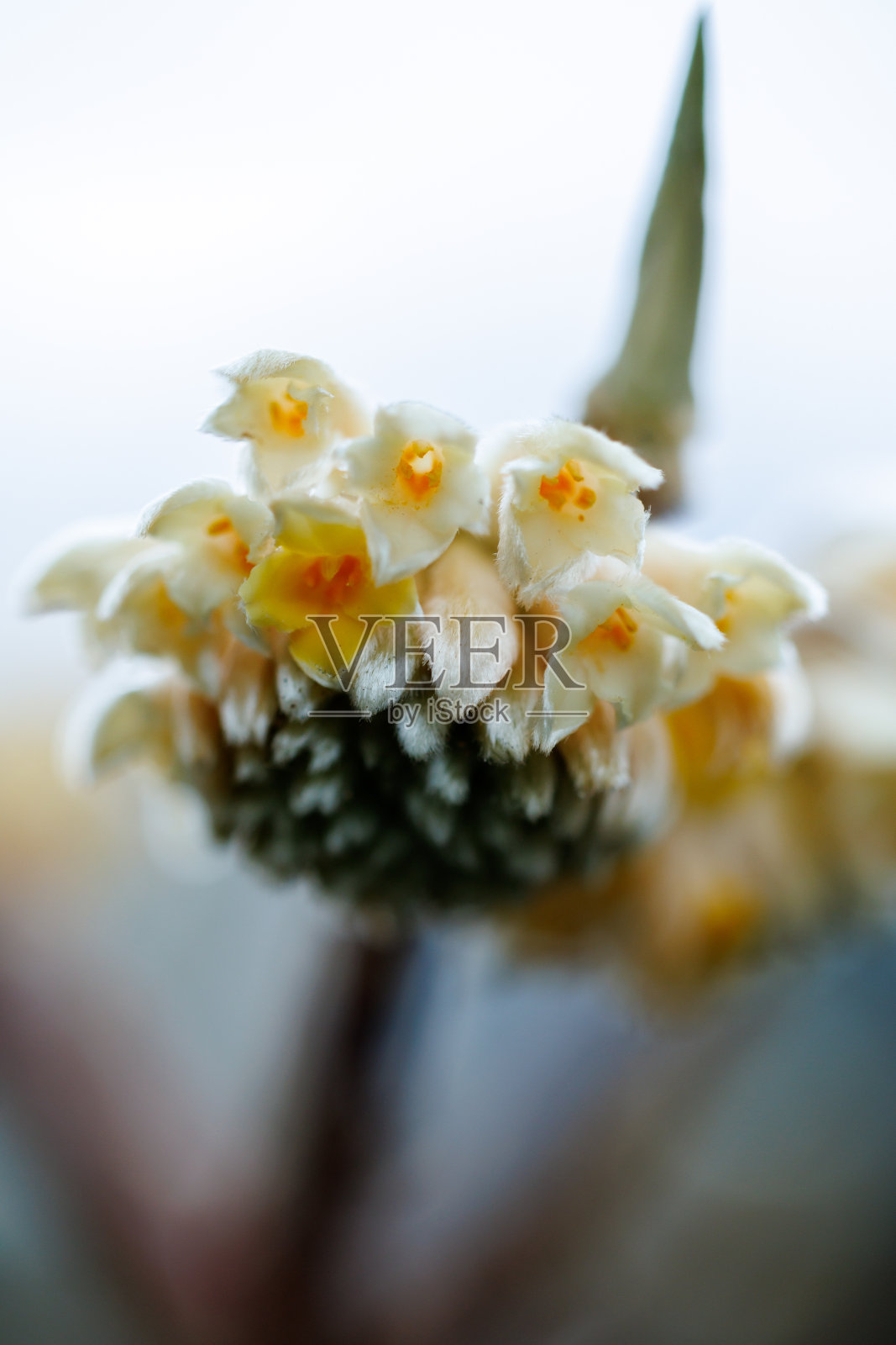 东方纸树(三苏门答腊)照片摄影图片