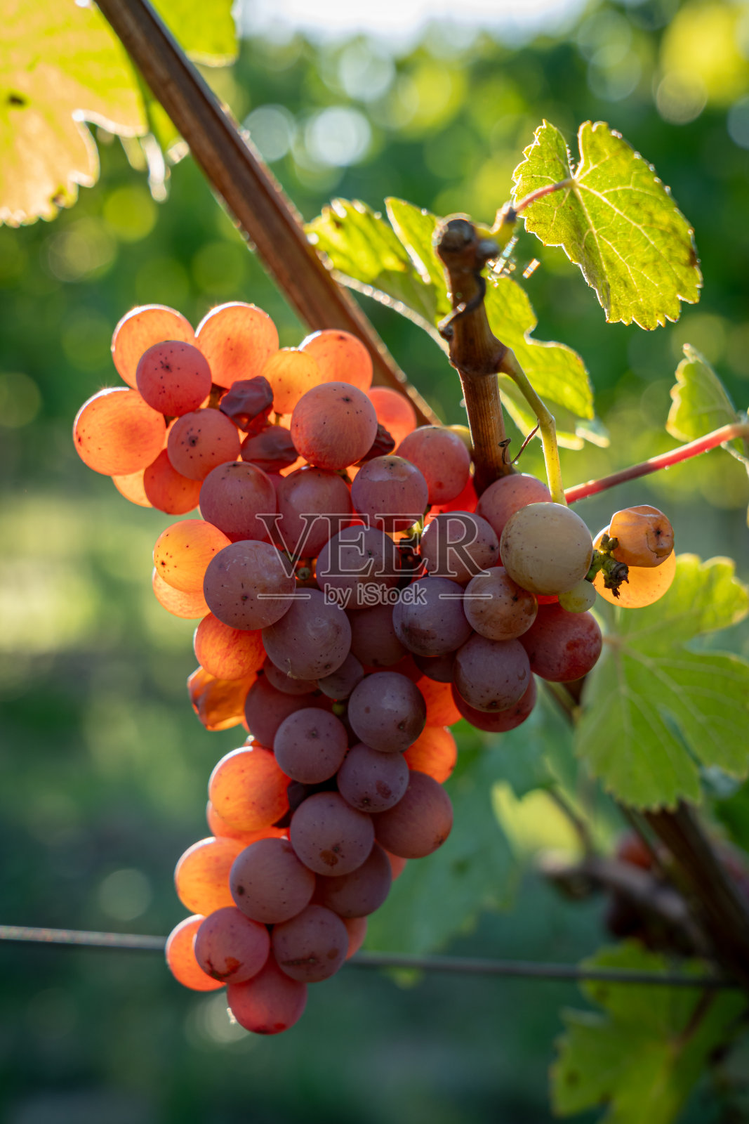 法国海利根施泰因- 09 08 2020:阿尔萨斯葡萄园。查看葡萄藤和葡萄串沿着葡萄酒路线的细节照片摄影图片