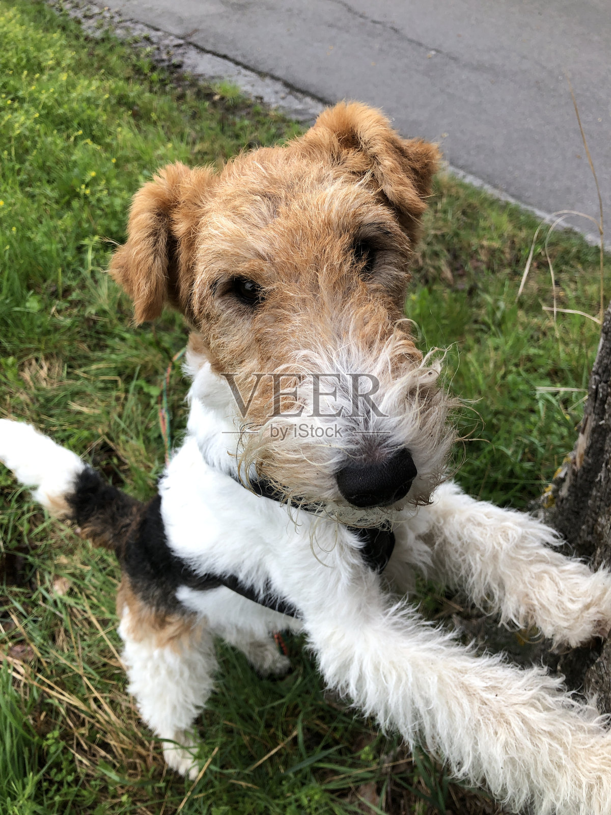 一只狗用两条腿站着,可爱地看着镜头照片摄影图片