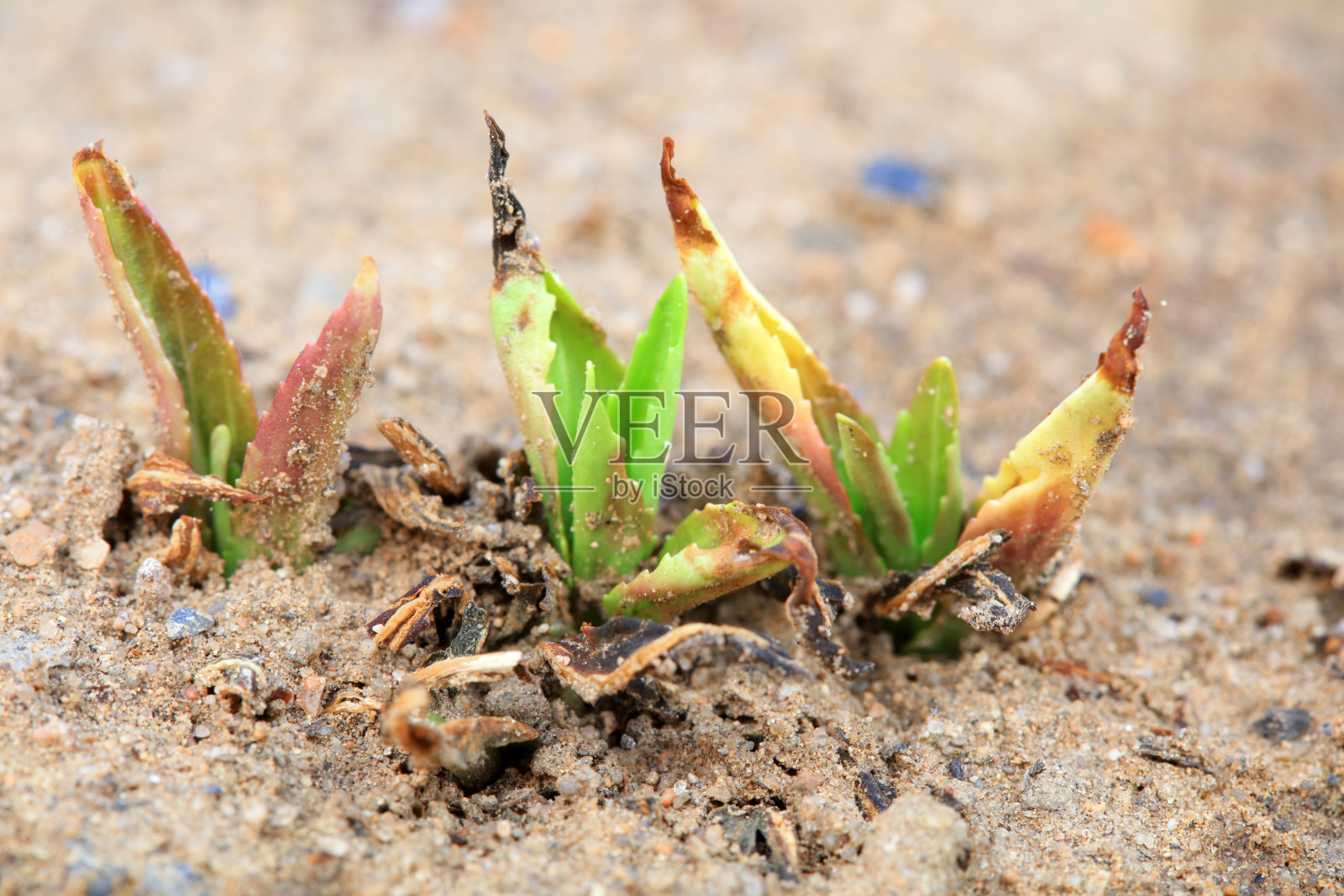 植物从土壤中发芽照片摄影图片