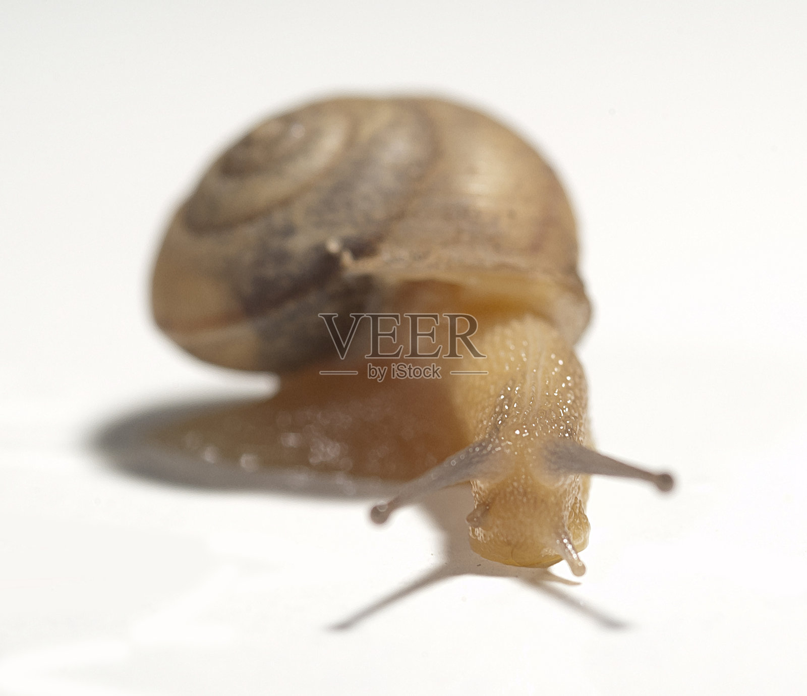 脱壳蜗牛照片摄影图片