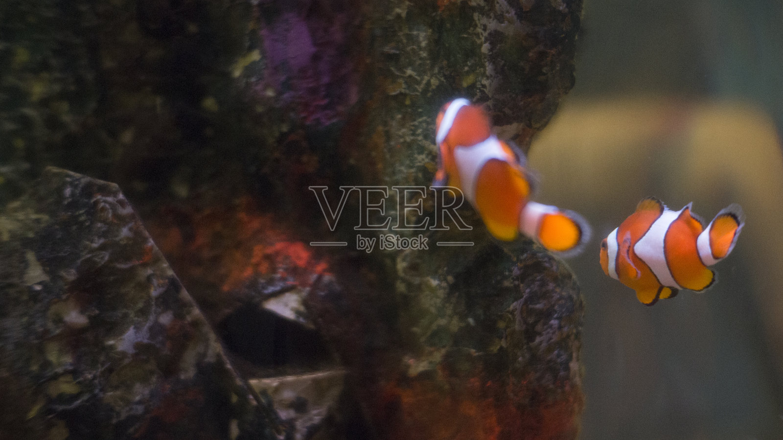 小丑鱼照片摄影图片