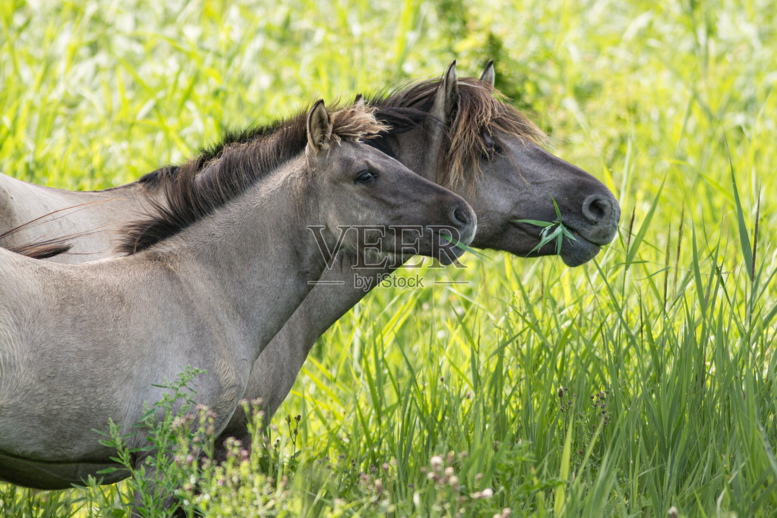两匹科尼克马一起吃午饭照片摄影图片