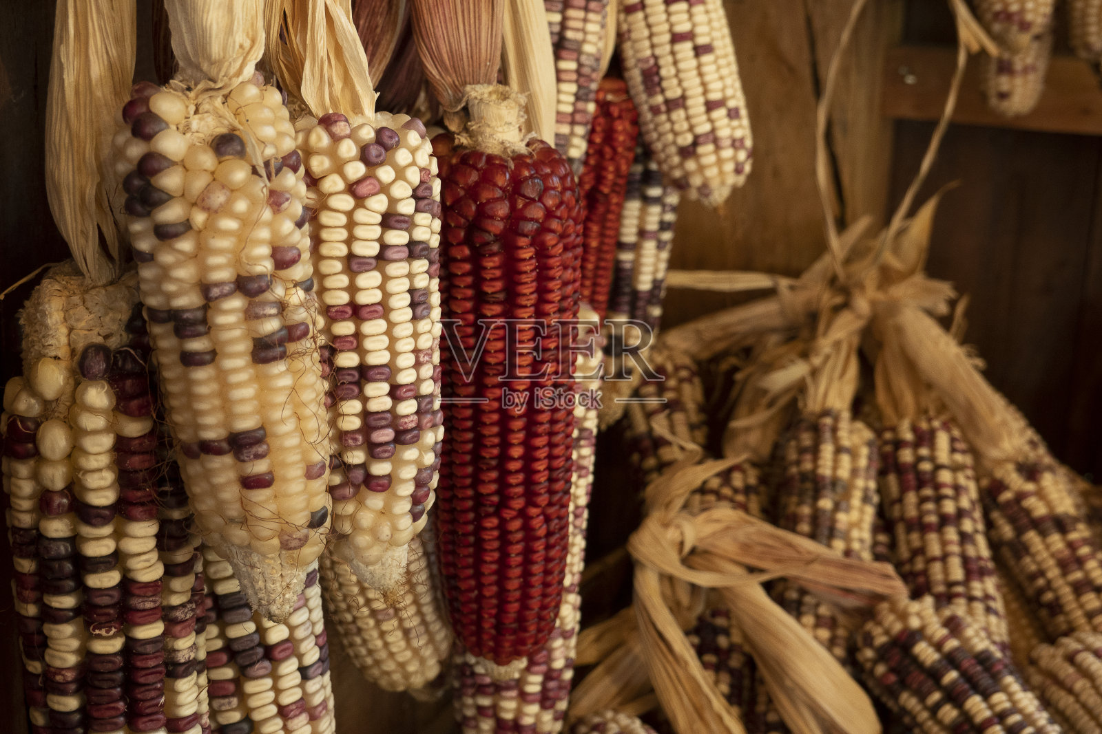 一个充满活力和健康的农业展示捕捉秋收的精华,以有机的黄色玉米为特色,在其生的和干燥的形式照片摄影图片