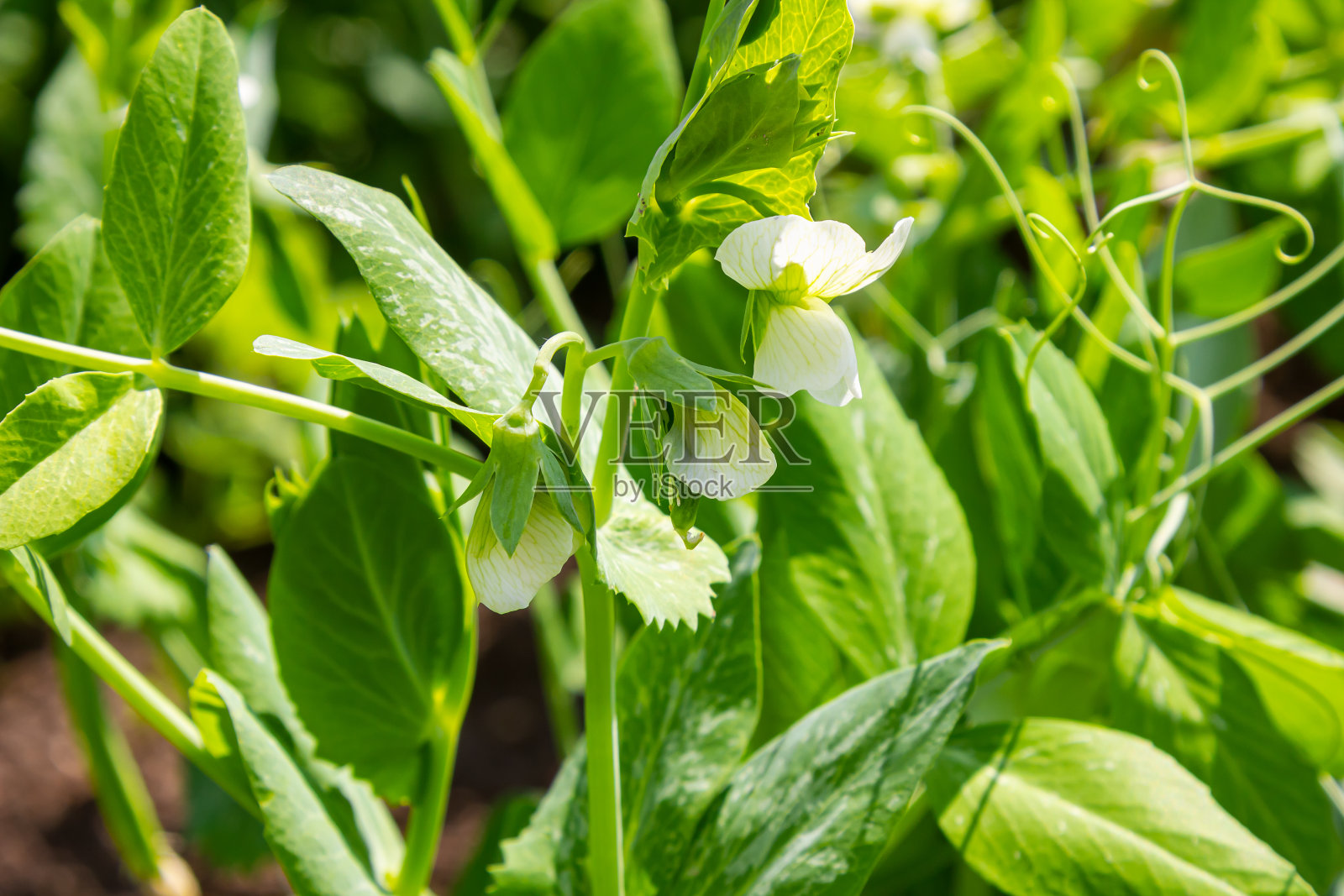 豌豆花。阳光下的绿色豌豆照片摄影图片