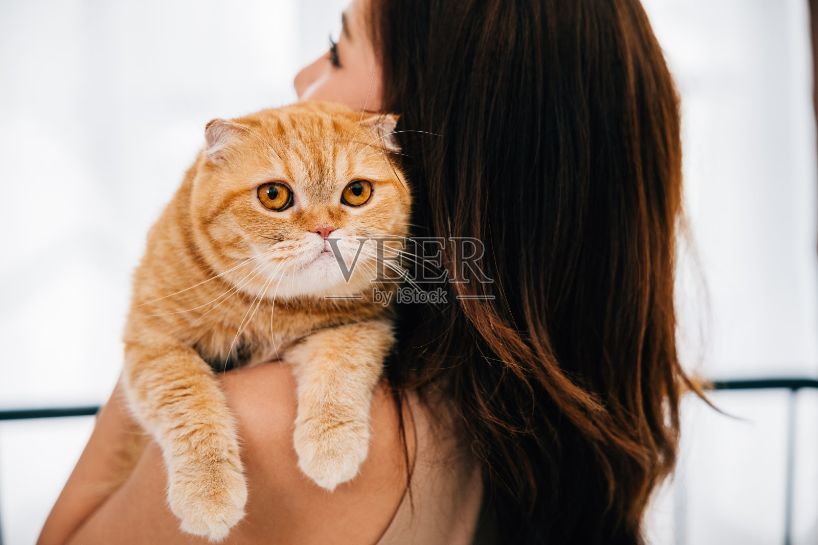 暖心的背景照片,一个认不出来的女人把她可爱的苏格兰折耳猫抱在怀里,他们的目光锁定在友谊和幸福的纽带中。副本的空间。照片摄影图片