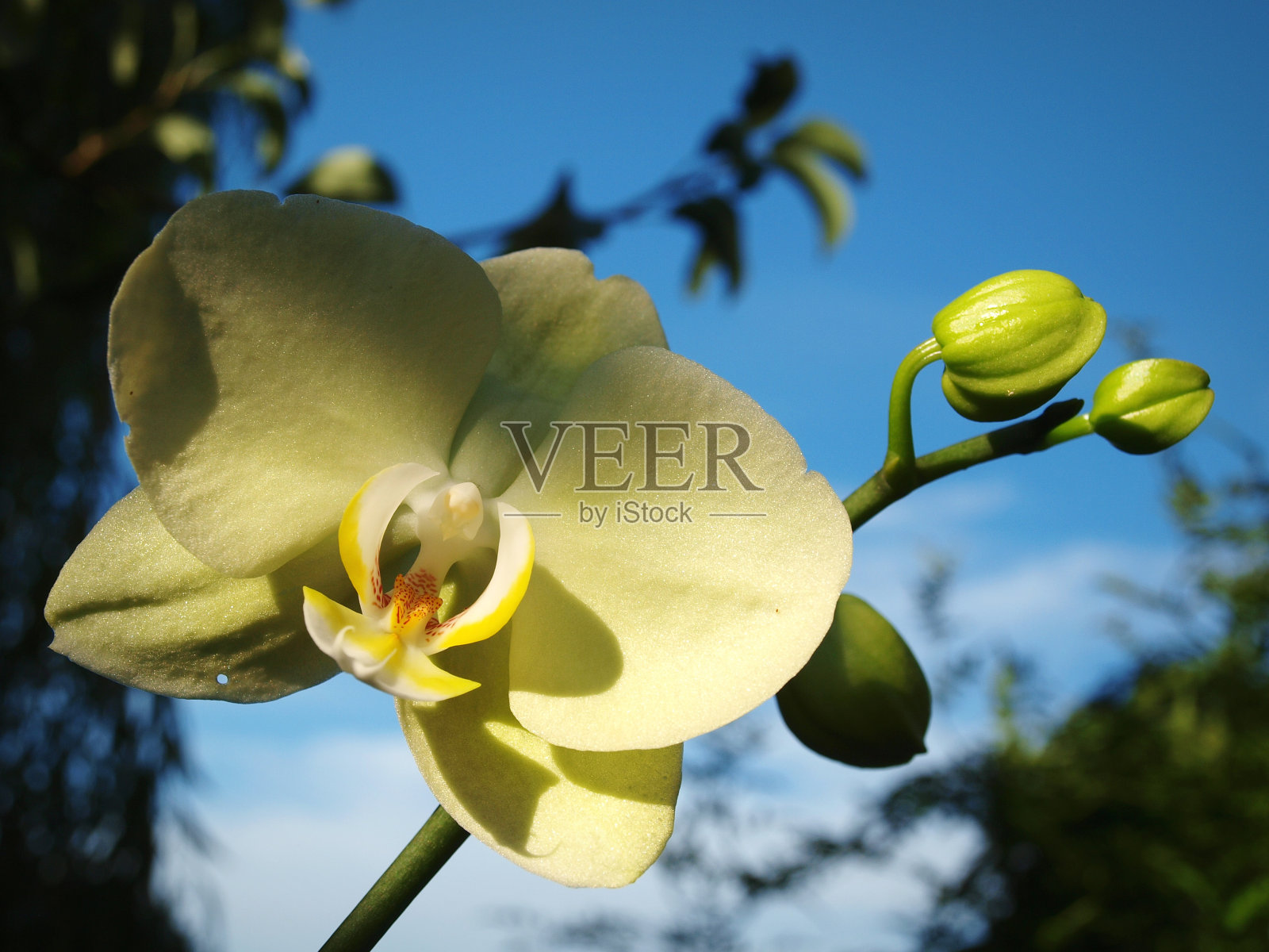 花园外的白兰花照片摄影图片