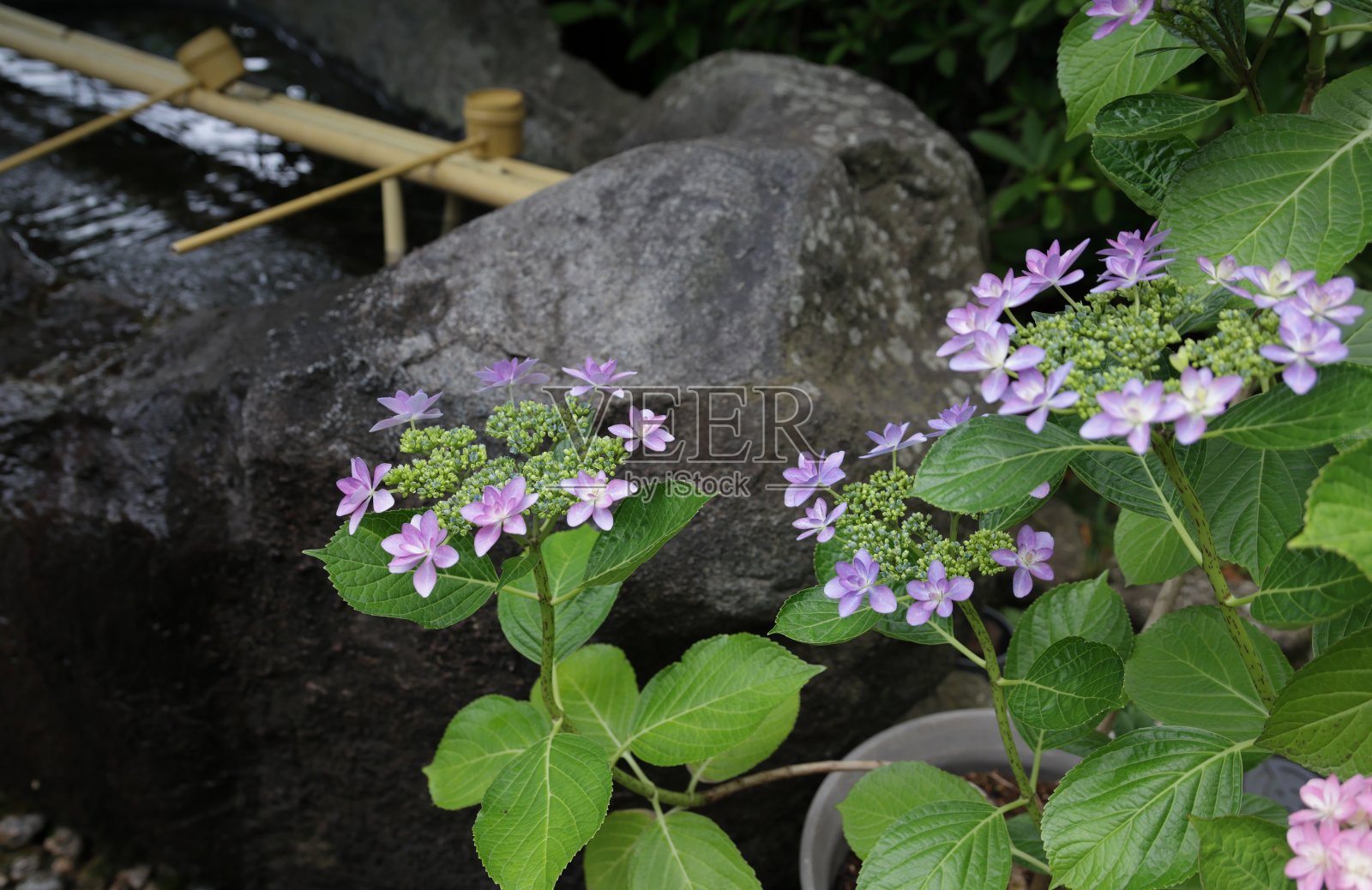 日本神奈川的盆栽绣球花照片摄影图片