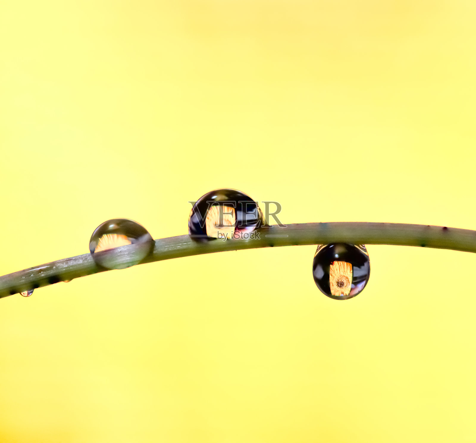 宏观的水滴滴在植物鹳与一张花里面的水滴的照片照片摄影图片