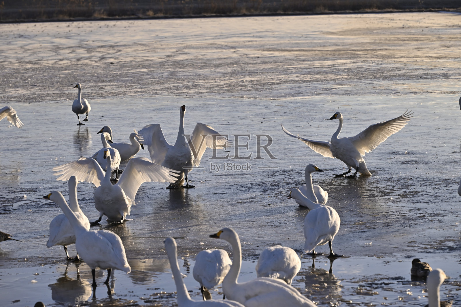 天鹅的到来,宇都宫,枥木照片摄影图片