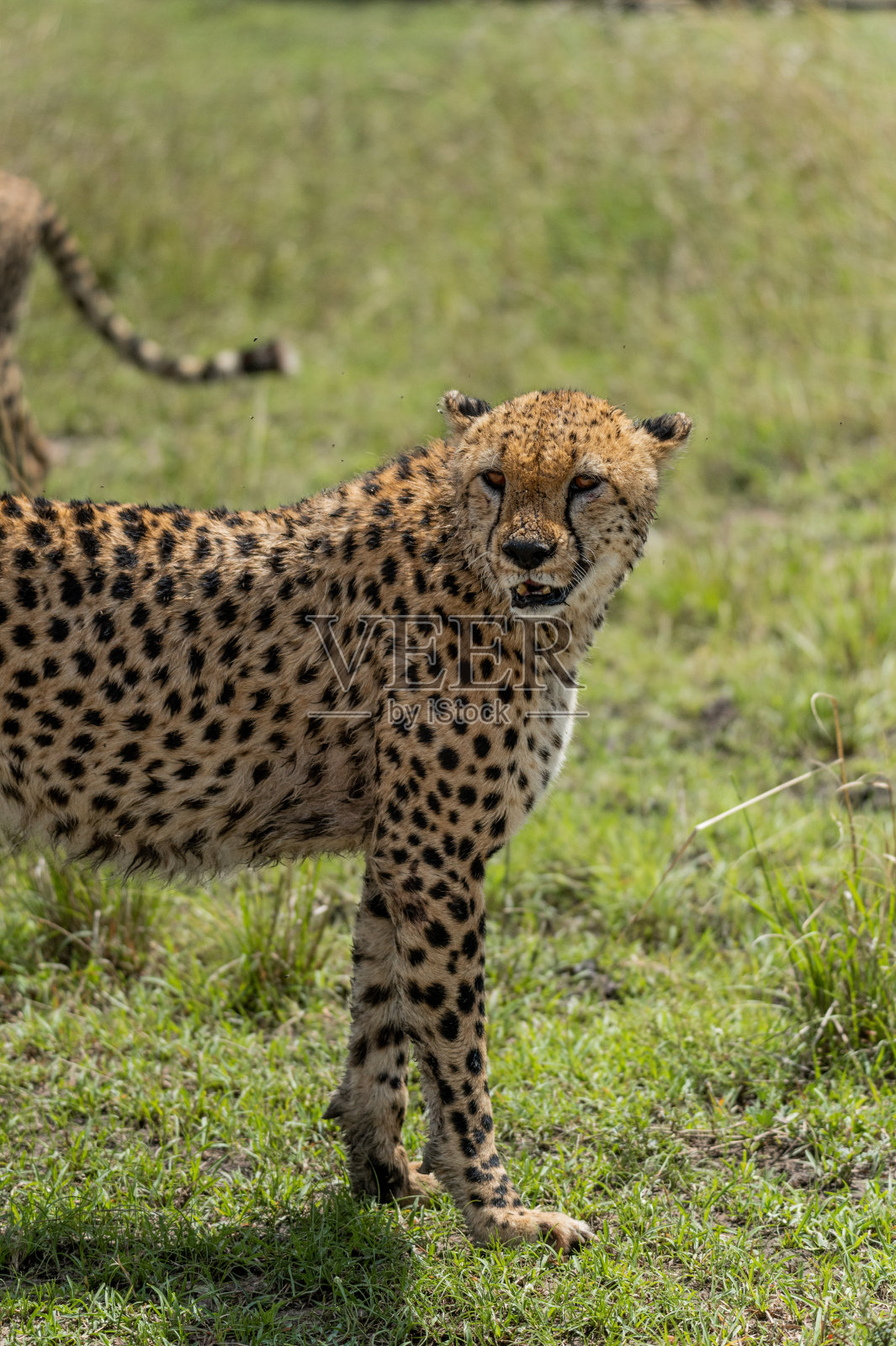 草地上的野生猎豹照片摄影图片
