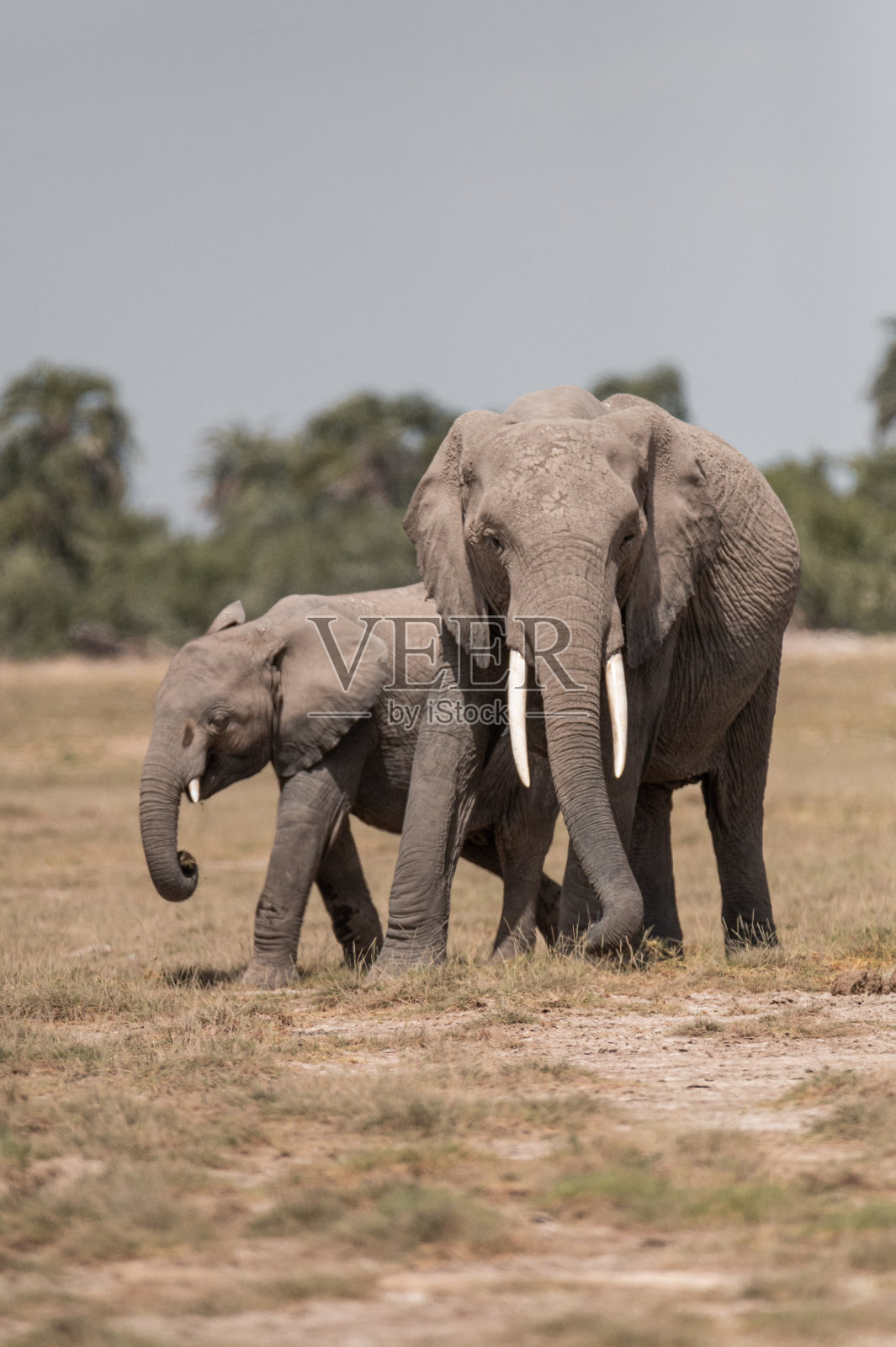 大象在野外成群活动照片摄影图片