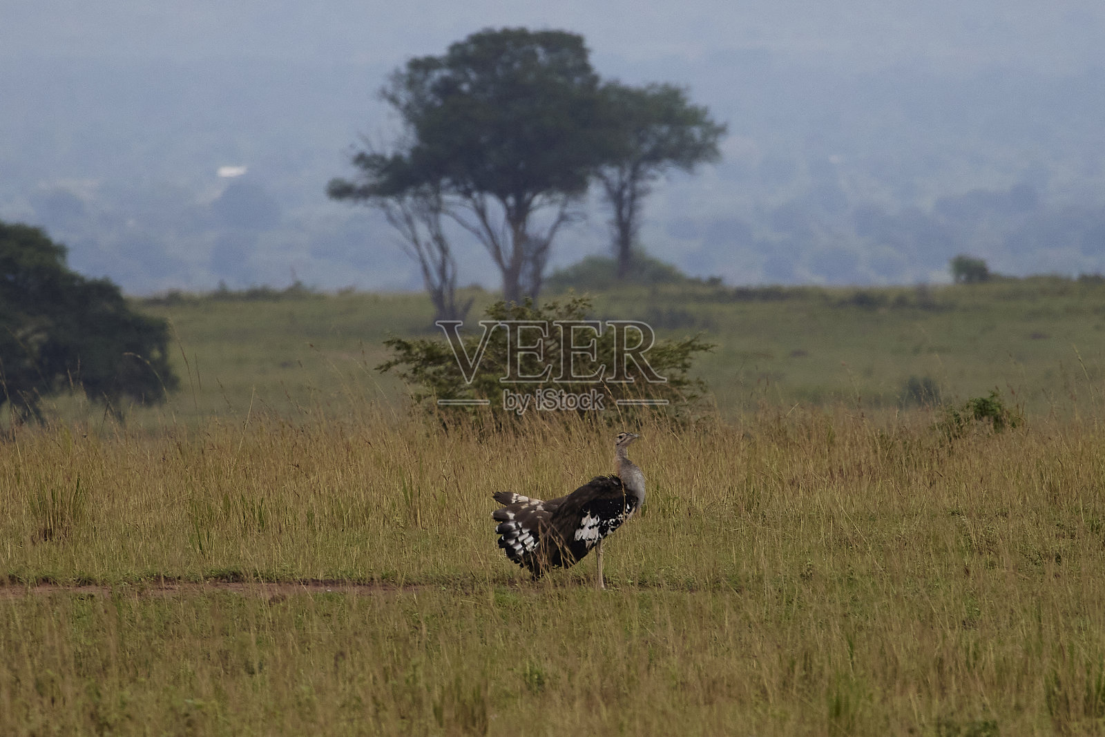 非洲土耳其站在乌干达景观照片摄影图片
