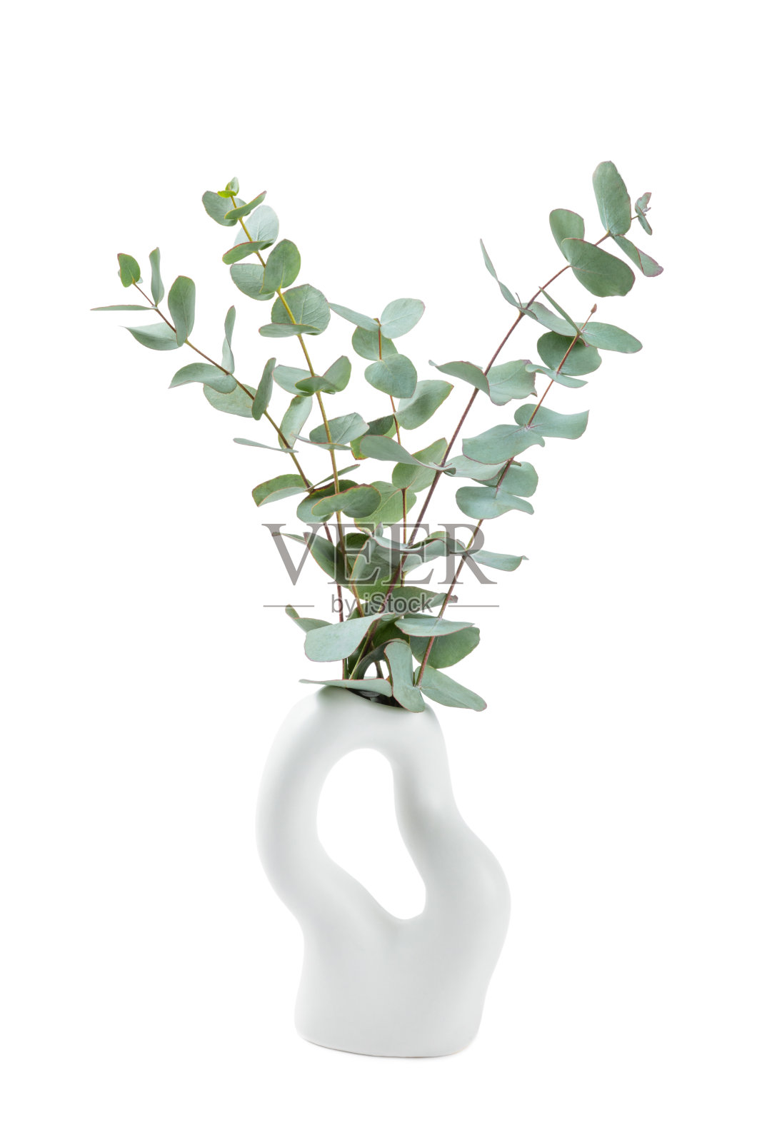 白色背景上孤立的绿色桉树叶。芳香疗法。美丽的桉树树枝。花束。放置文本,复制空间,模型照片摄影图片