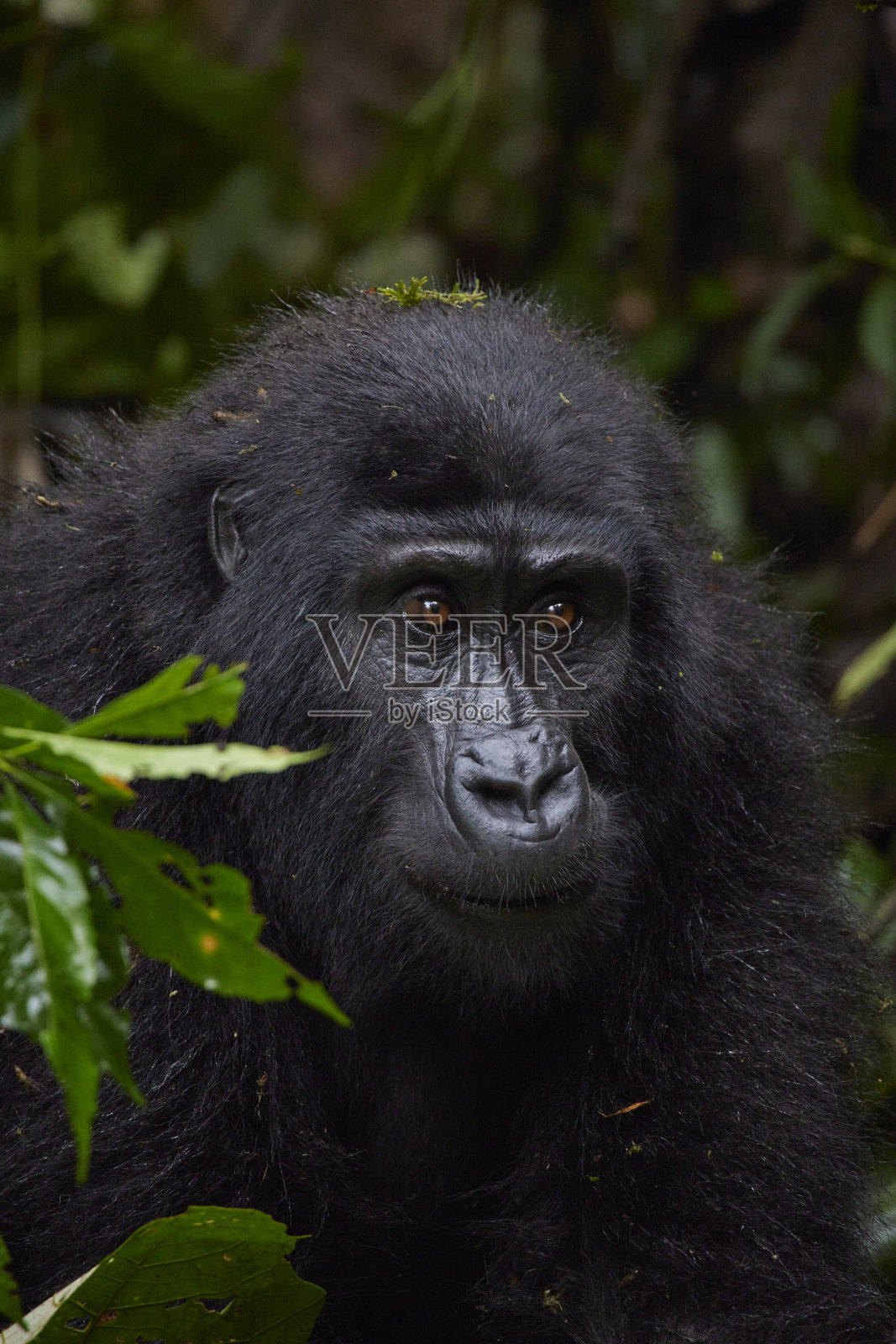 乌干达丛林中的成年大猩猩肖像照片摄影图片