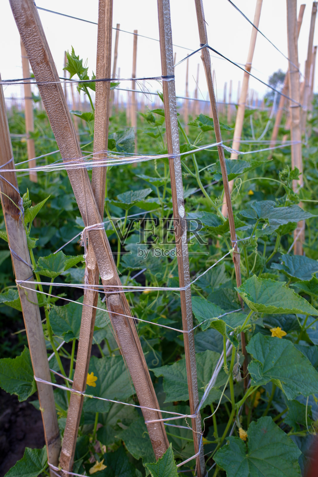 种有黄瓜和蔬菜的花园照片摄影图片