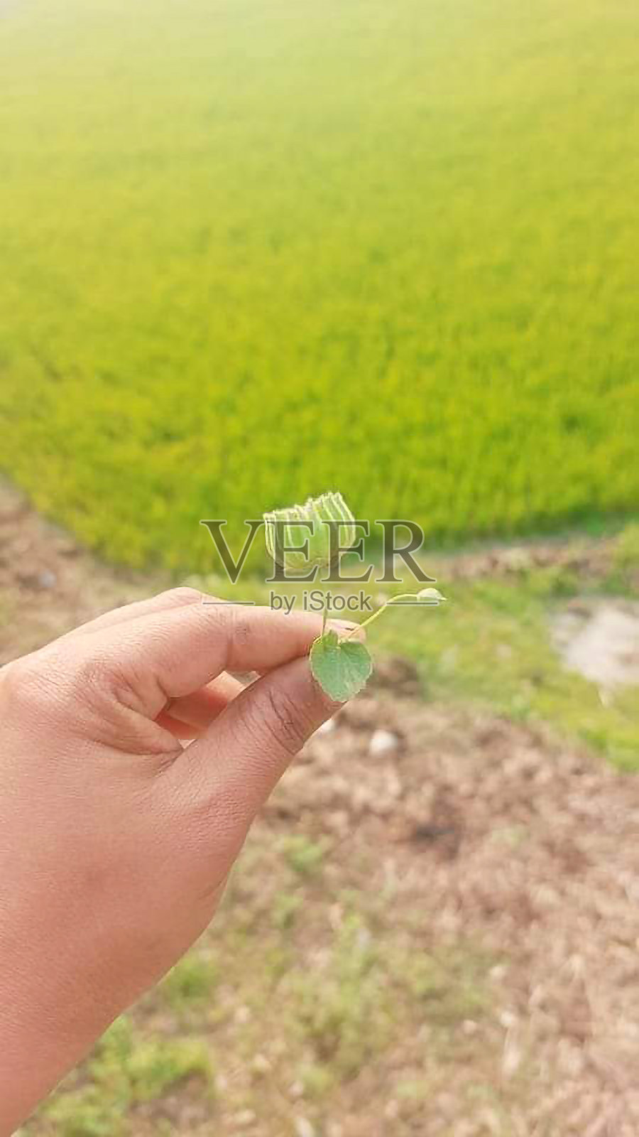 向日葵不过是带籽的照片摄影图片