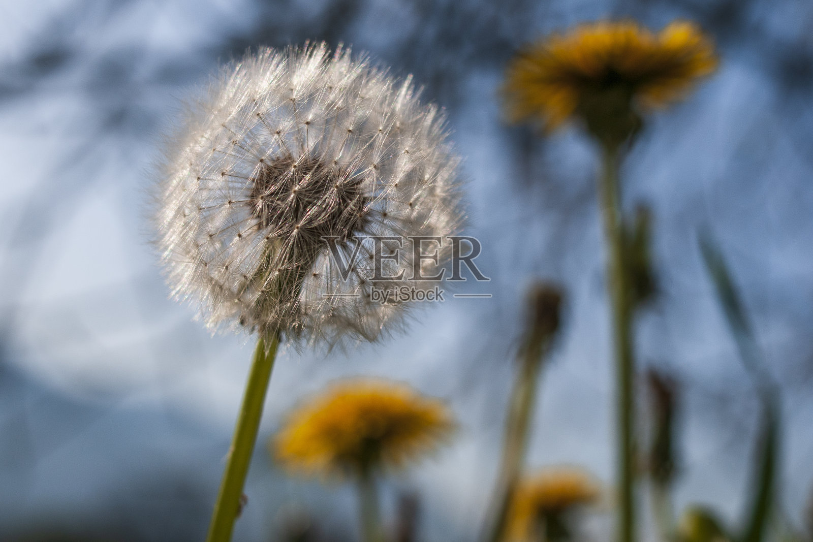 蒲公英就是蒲公英照片摄影图片