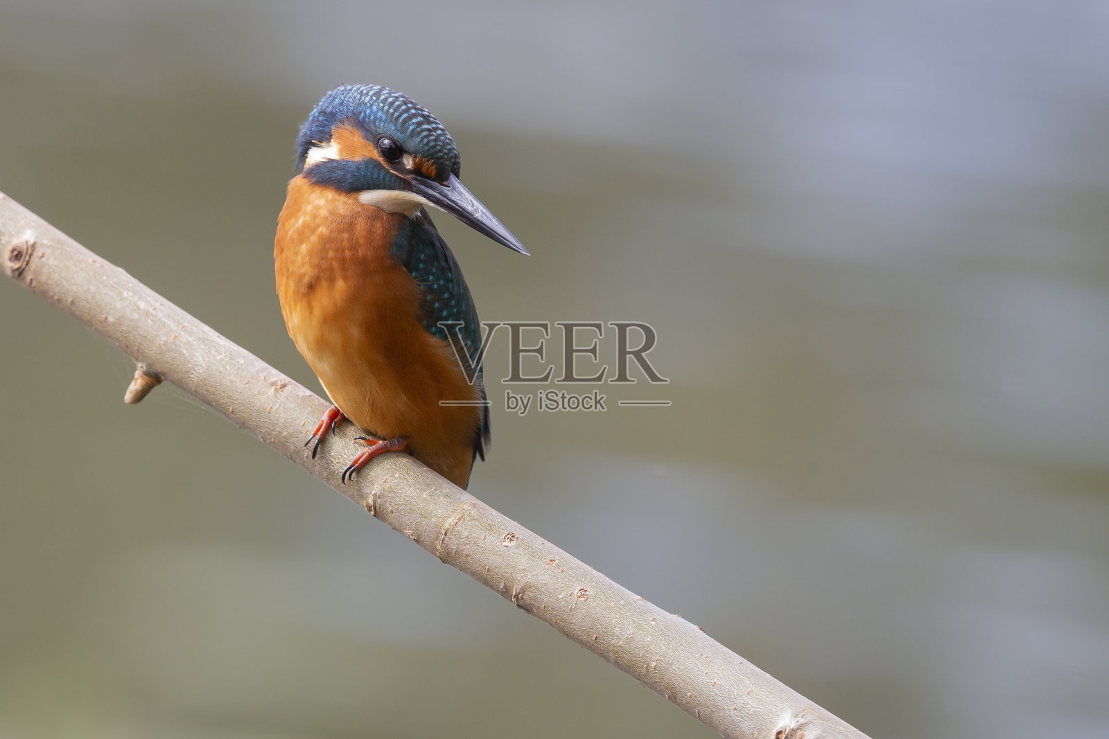 雄性普通翠鸟(Alcedo atthis)在树枝上照片摄影图片