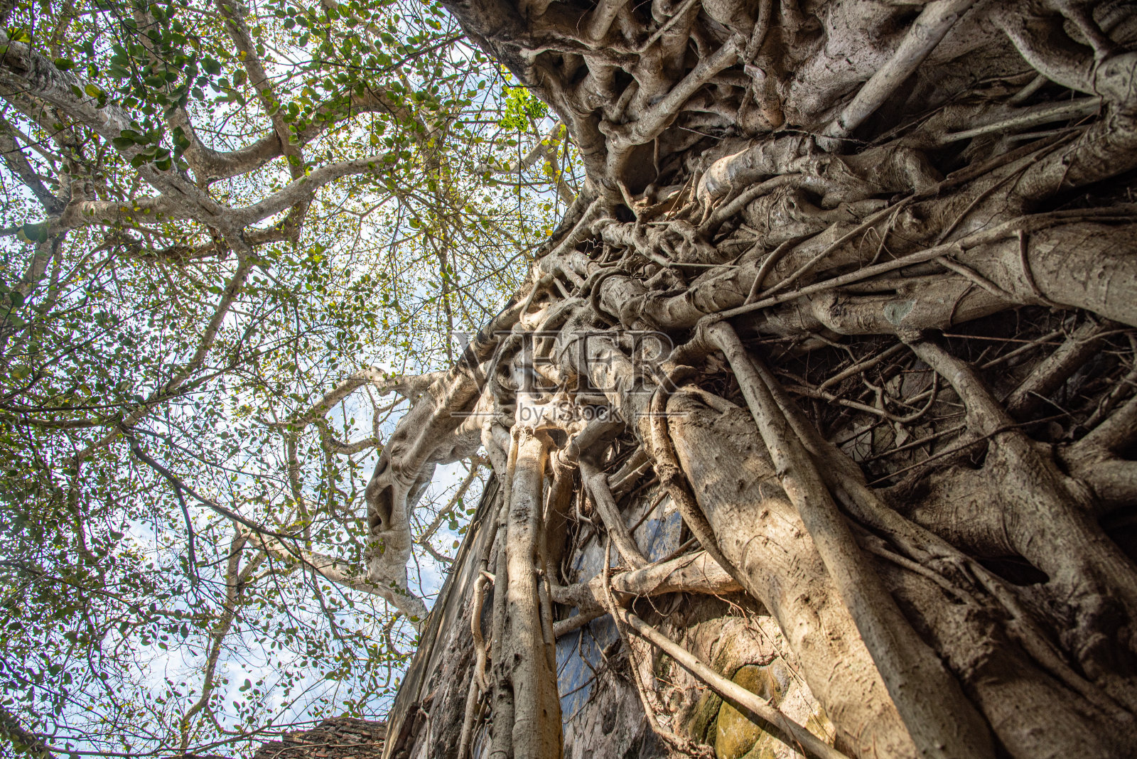 墙上有根的树古墨西哥照片摄影图片