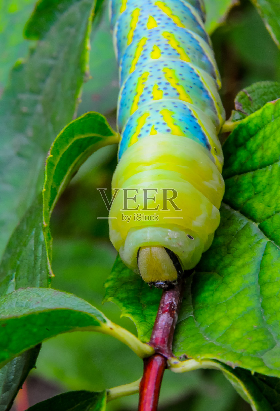 一种夜间活动的蝴蝶毛虫,在植物的红色茎上爬行照片摄影图片