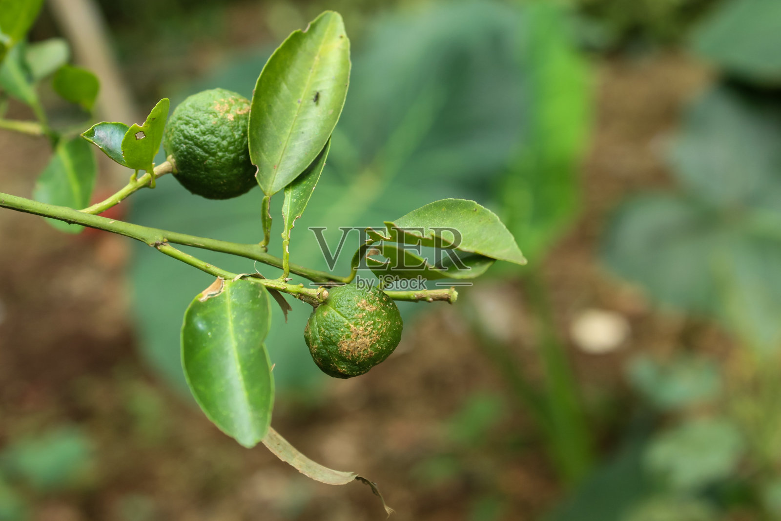 近距离看树上的酸橙果实。树上的小酸橙照片摄影图片